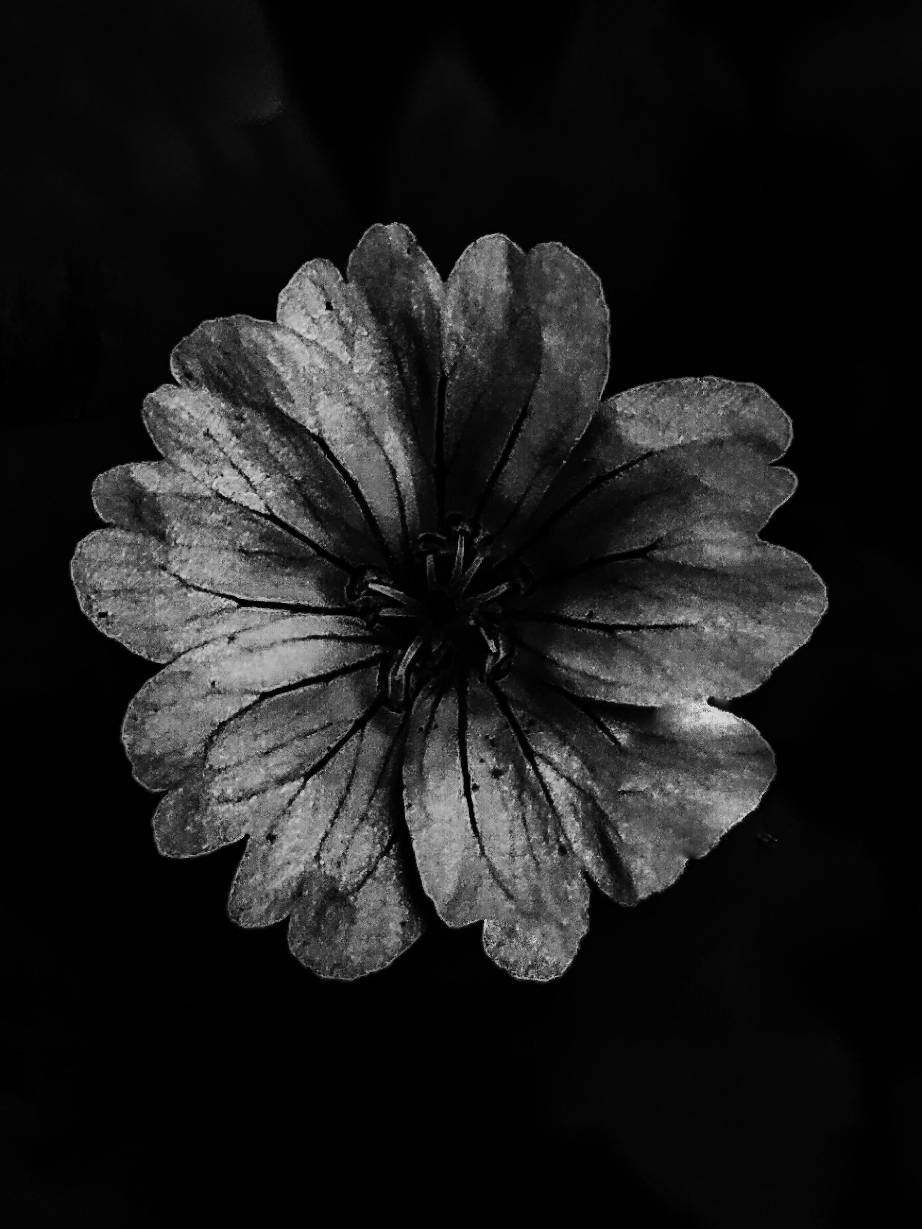 Little things in black and white