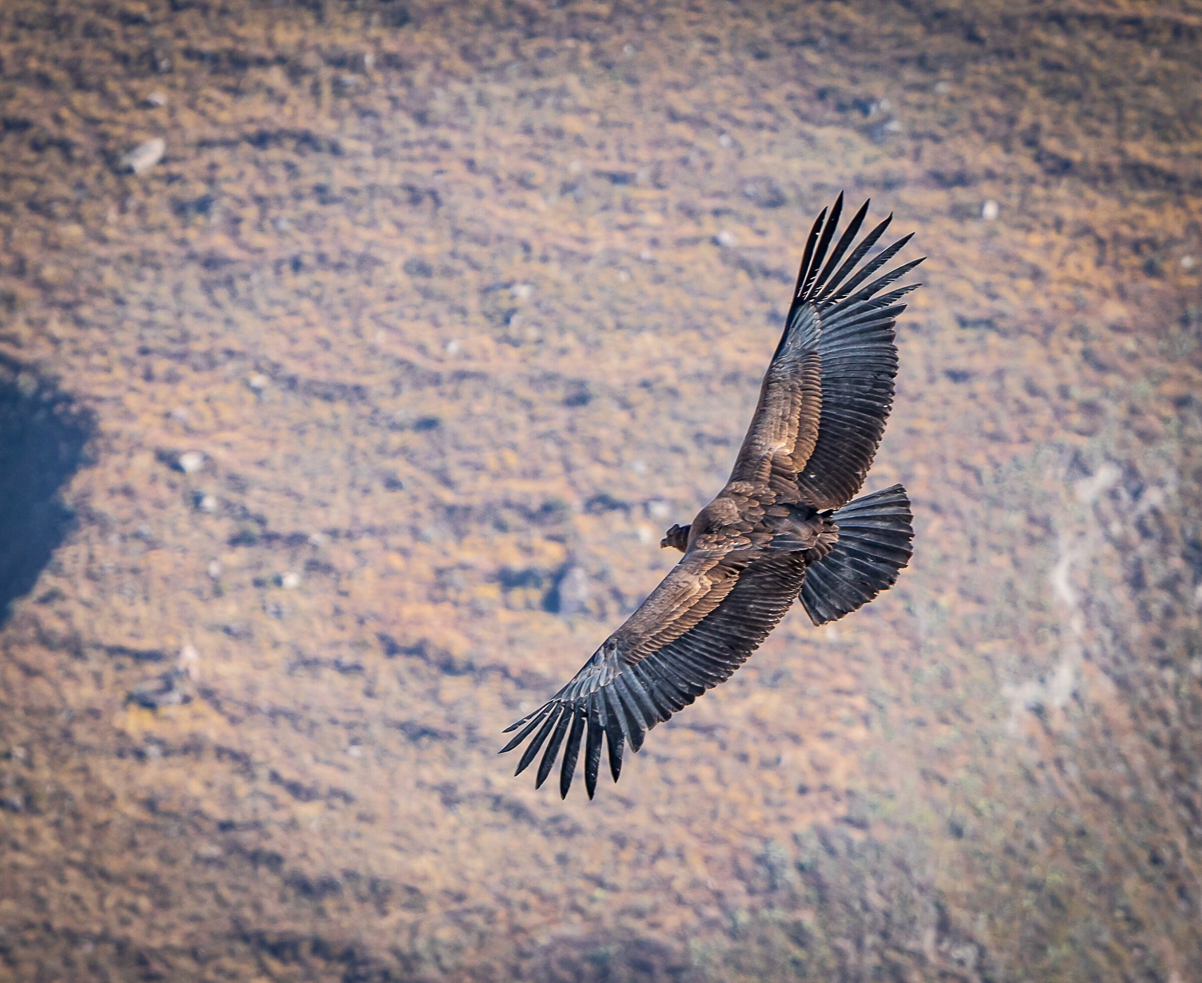 The elegance of the Condor flight