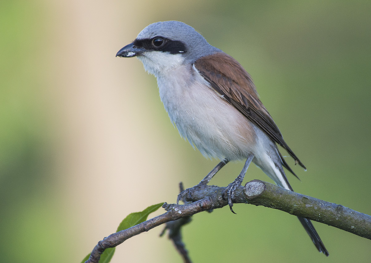shrike