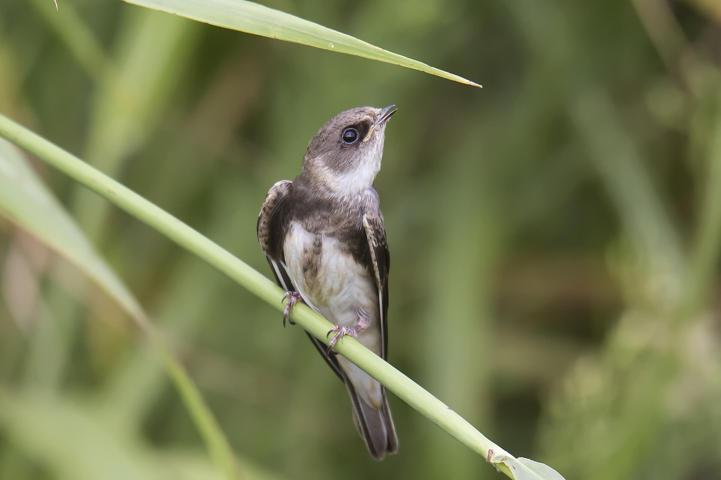 Tono or swallow riparia