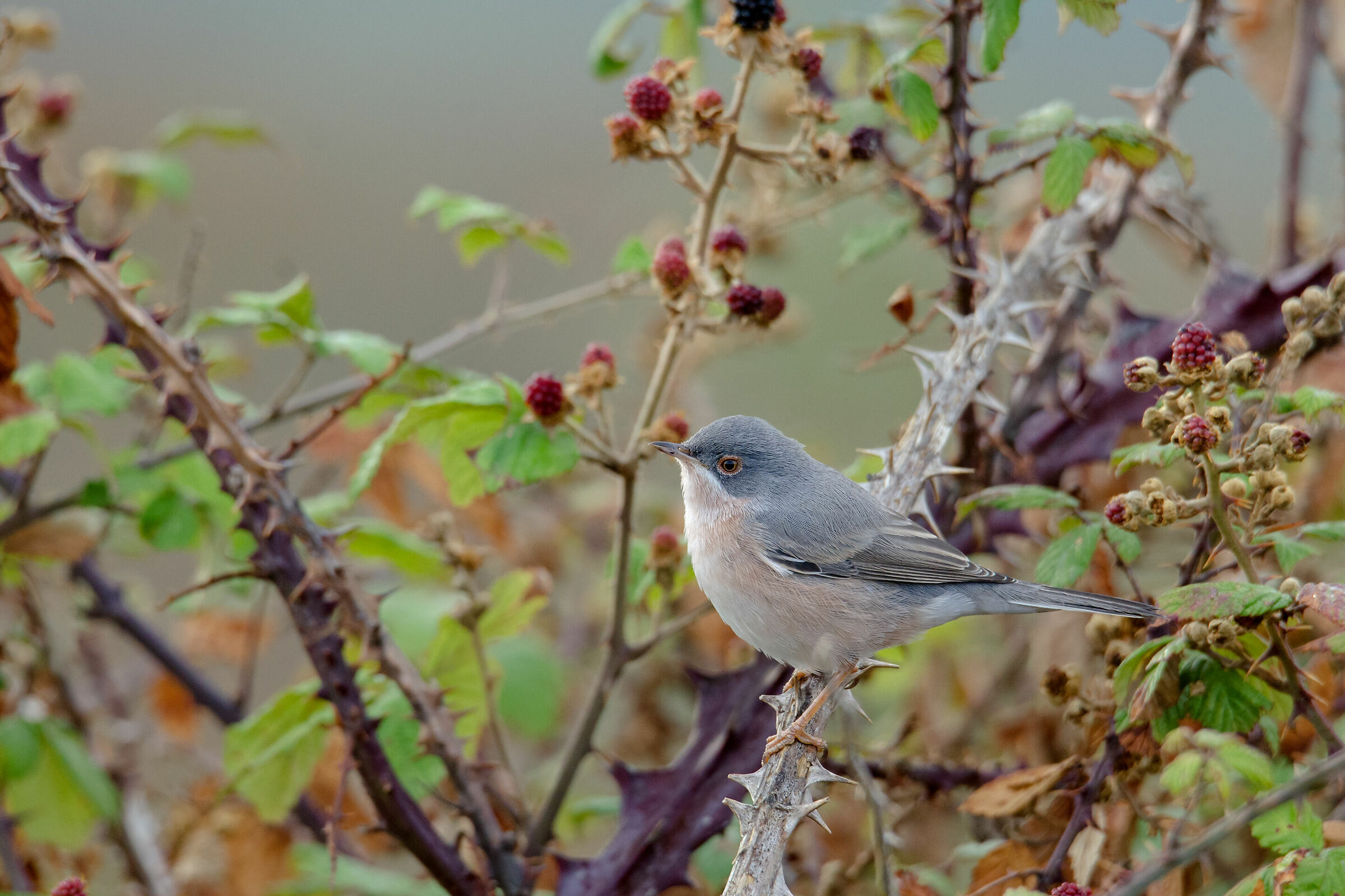 Sterpazzolina di moltoni