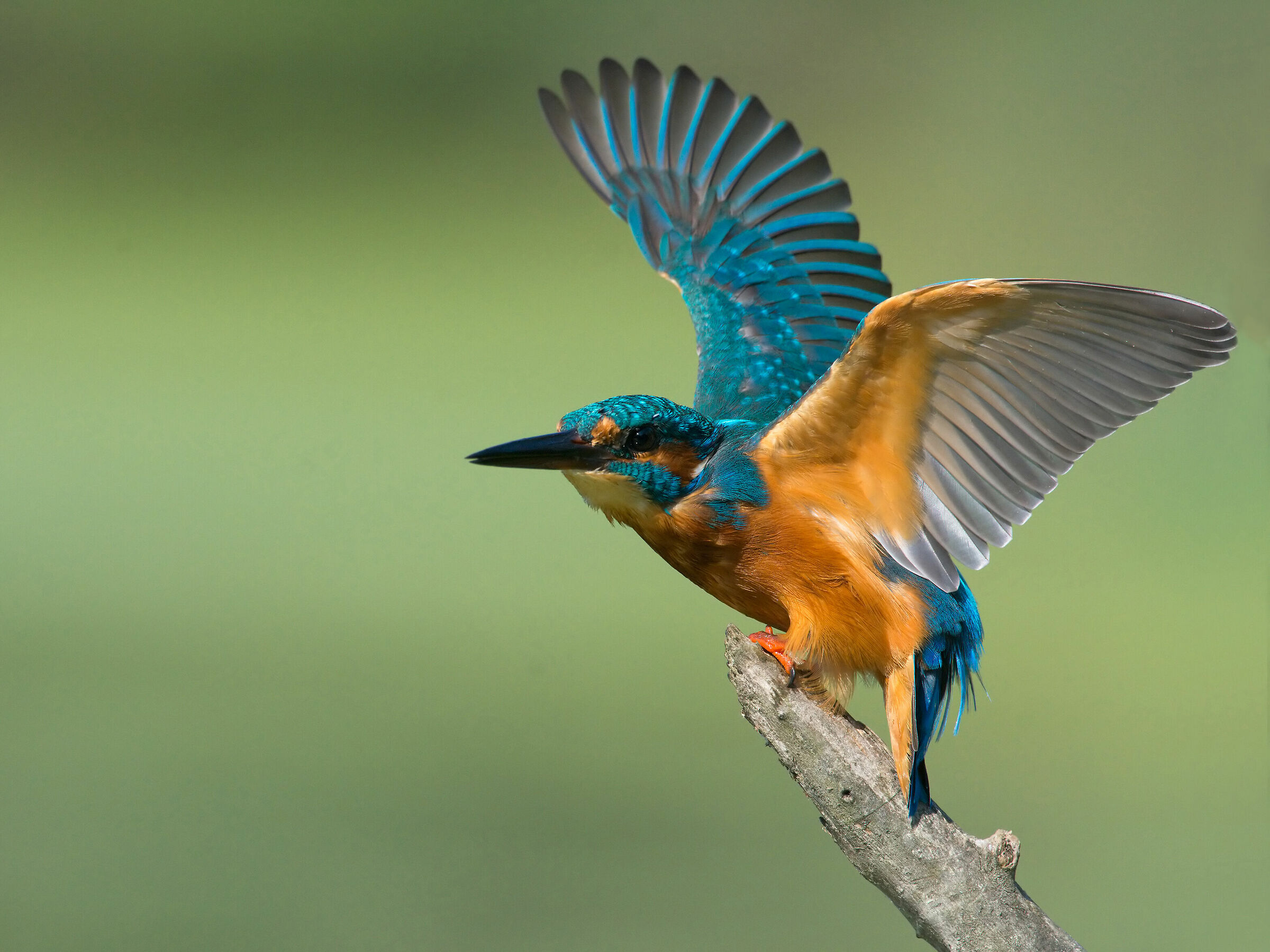 kingfisher (Alcedo atthis).