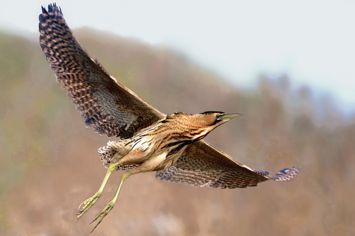 the bittern takes flight