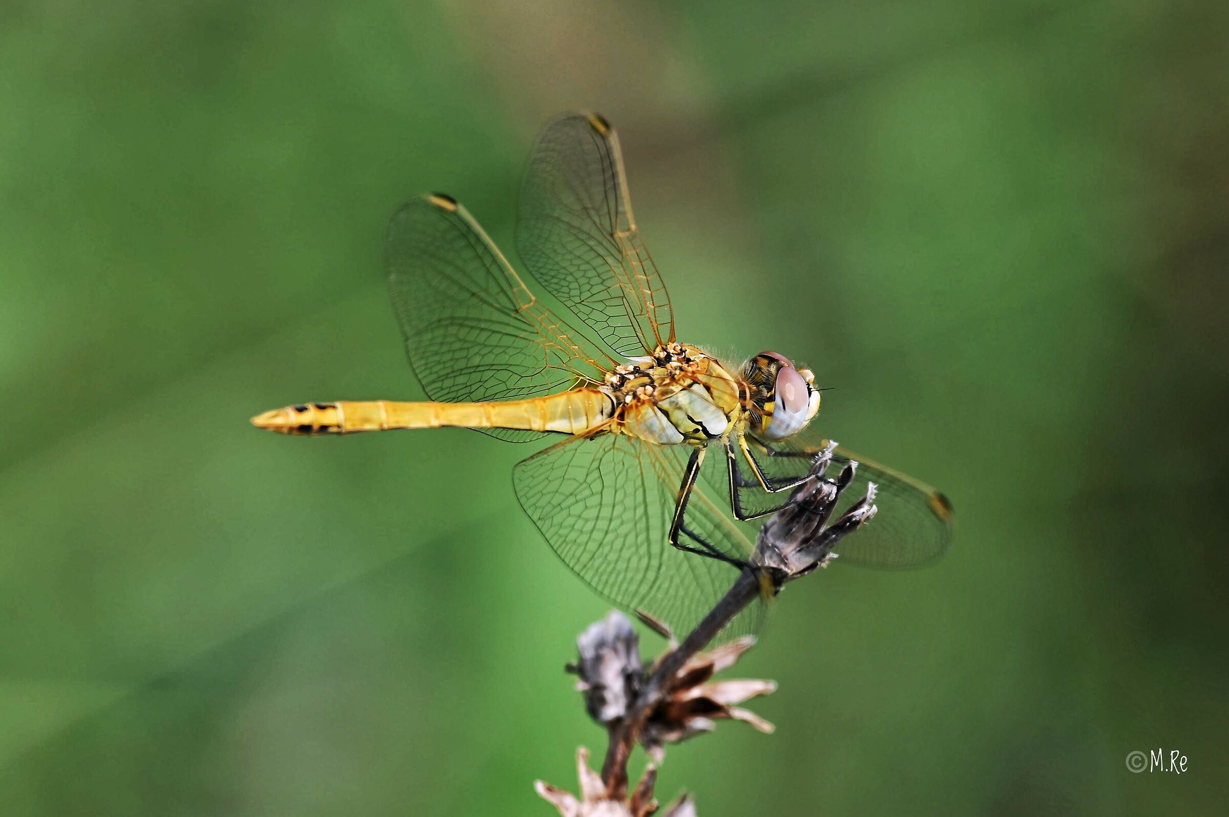 Dragonfly