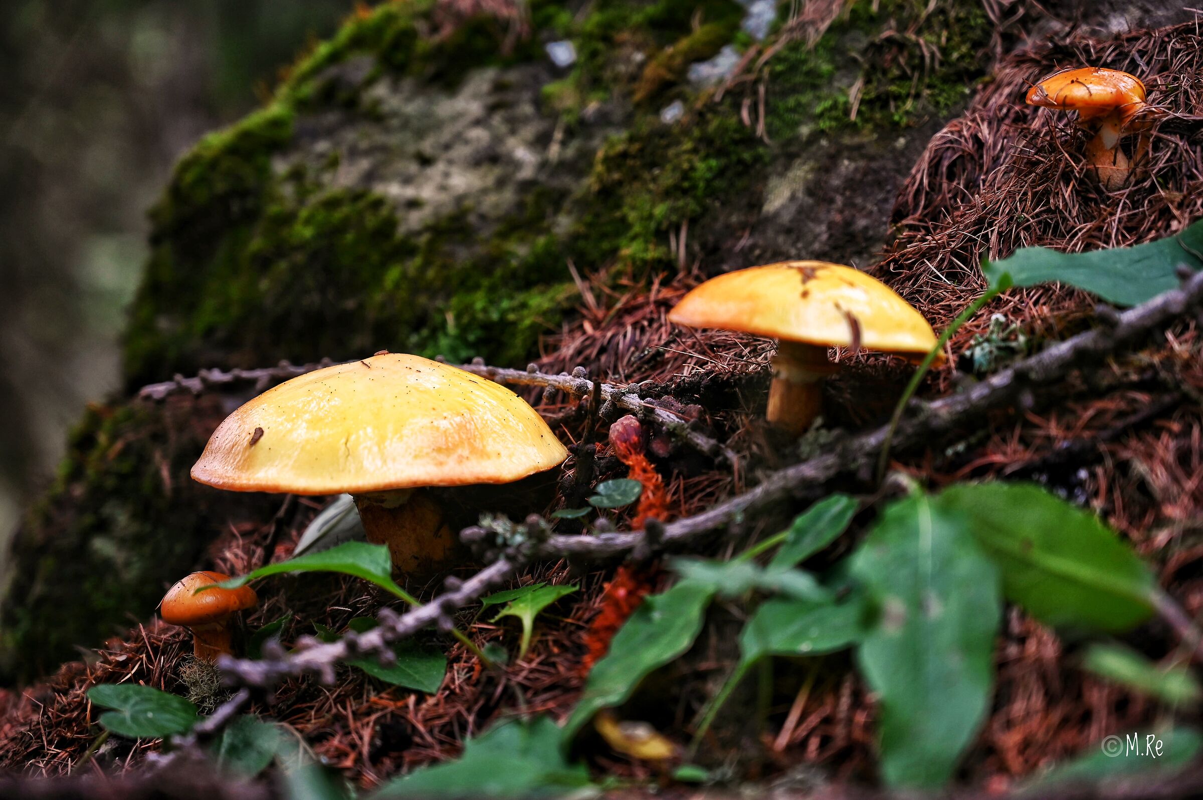 Mushroom, S)