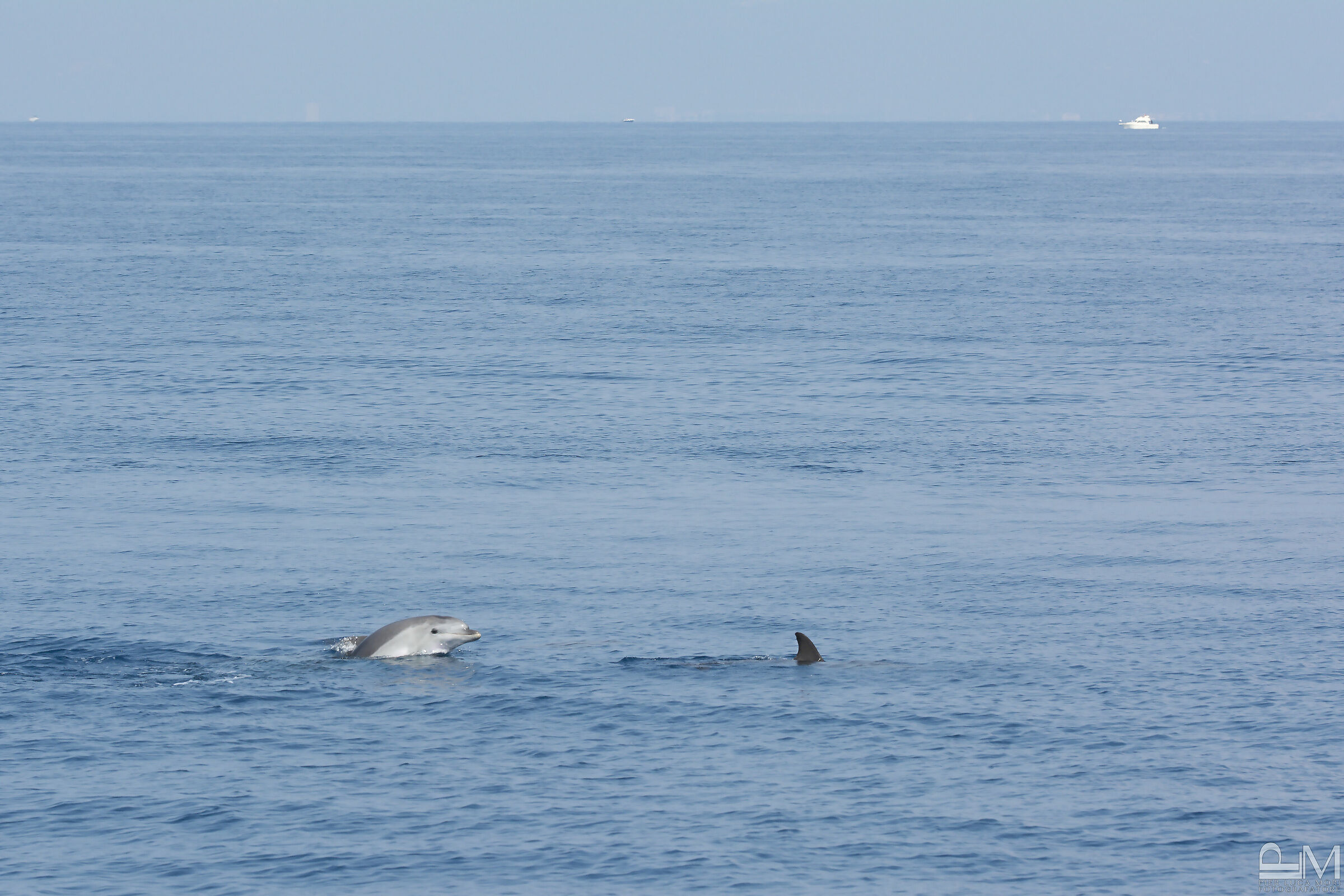 Nel santuario Pelagos
