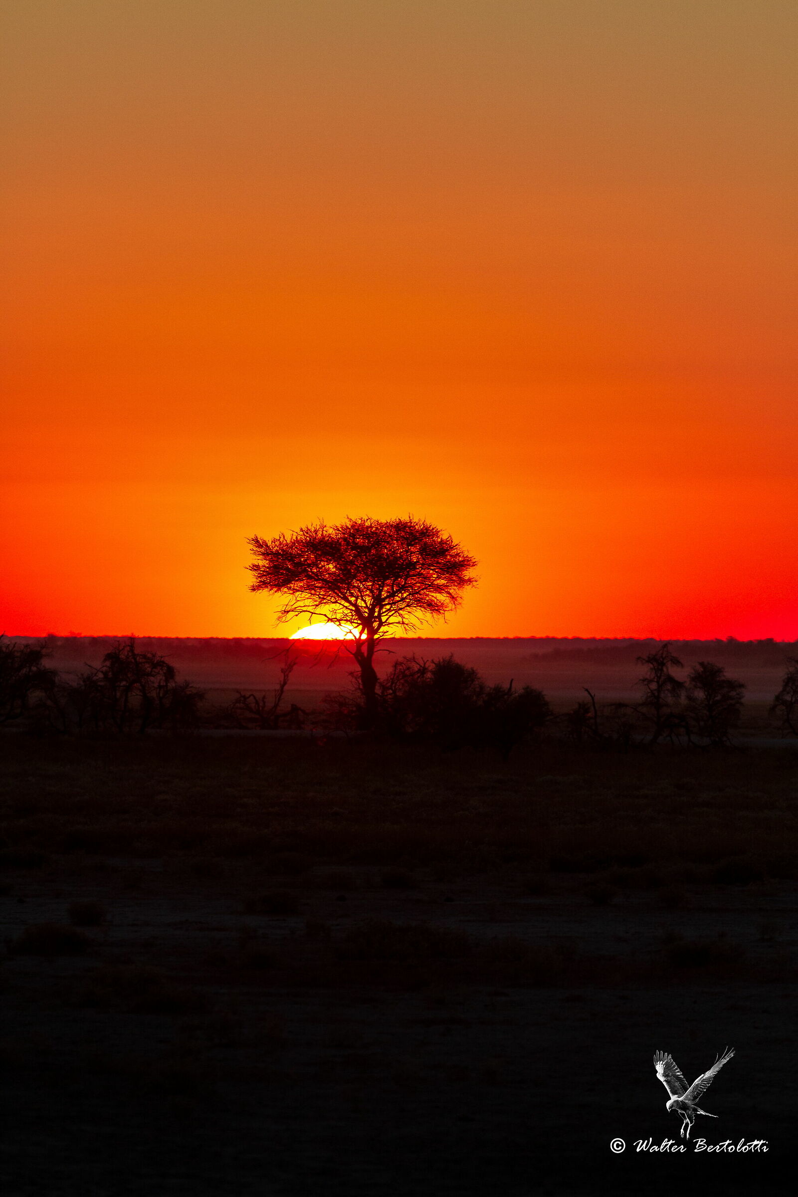 Etosha sunset
