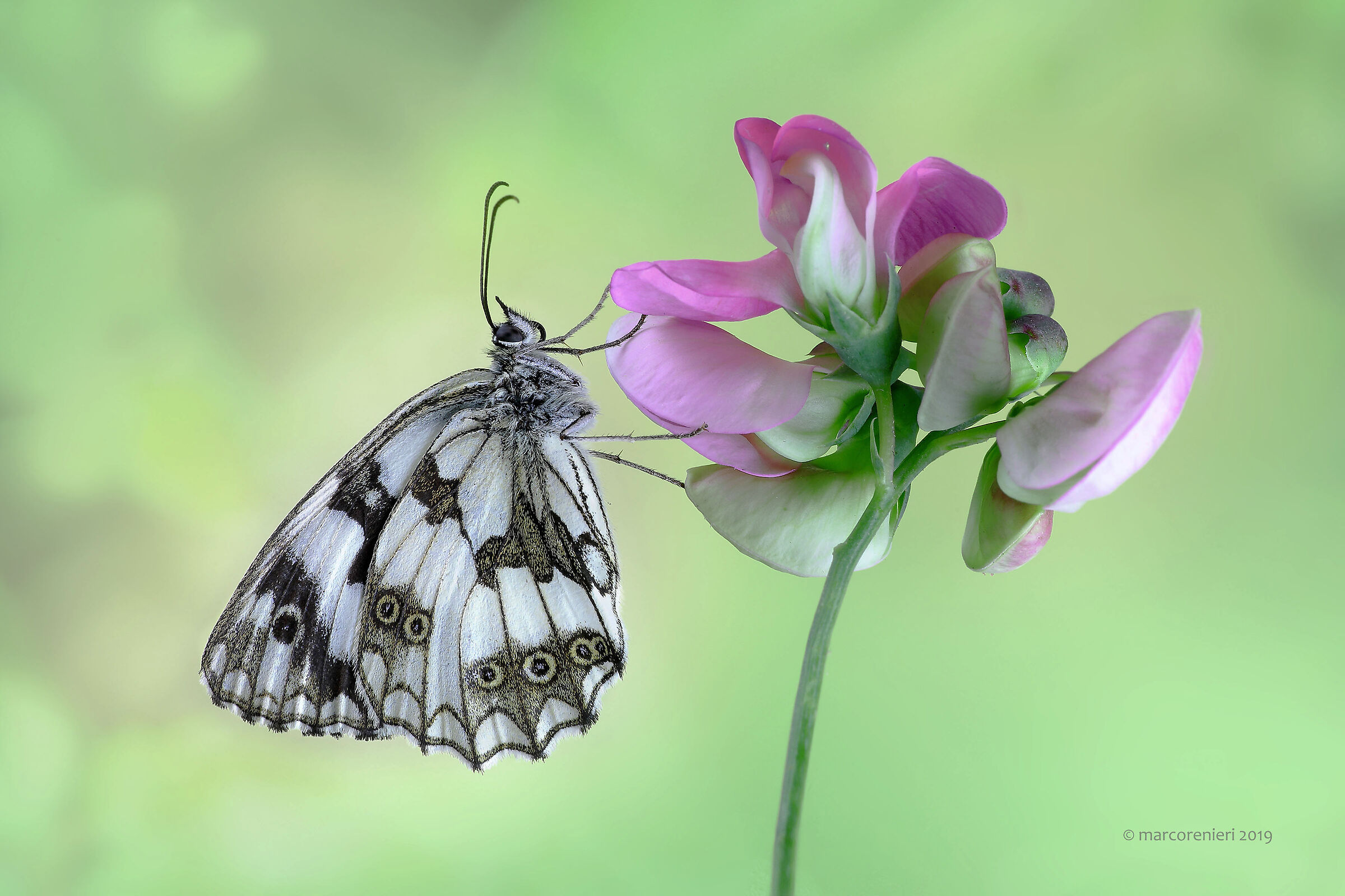 Melanargia galathea