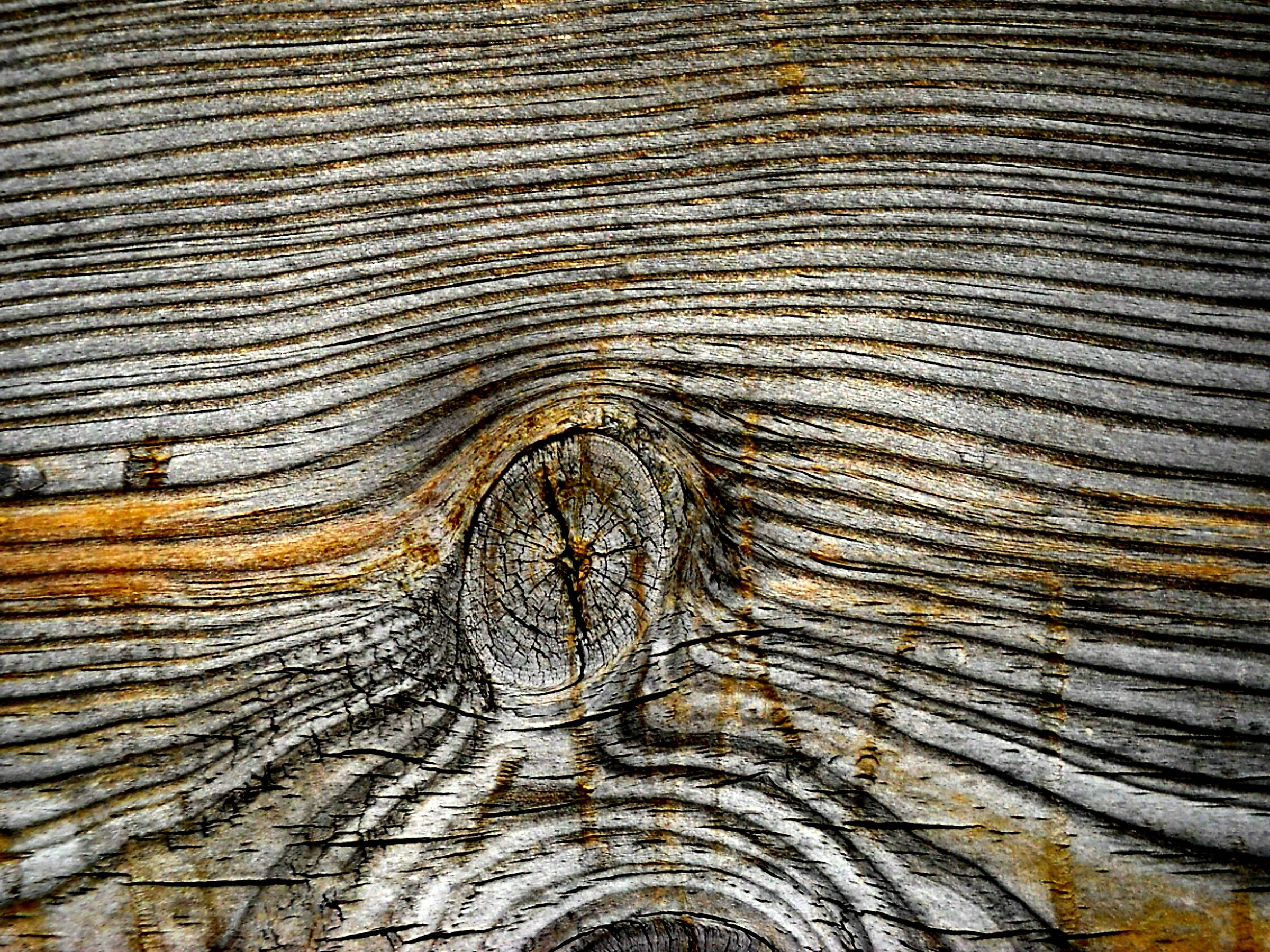 Cromatismi Arborei Omaggio a Munch