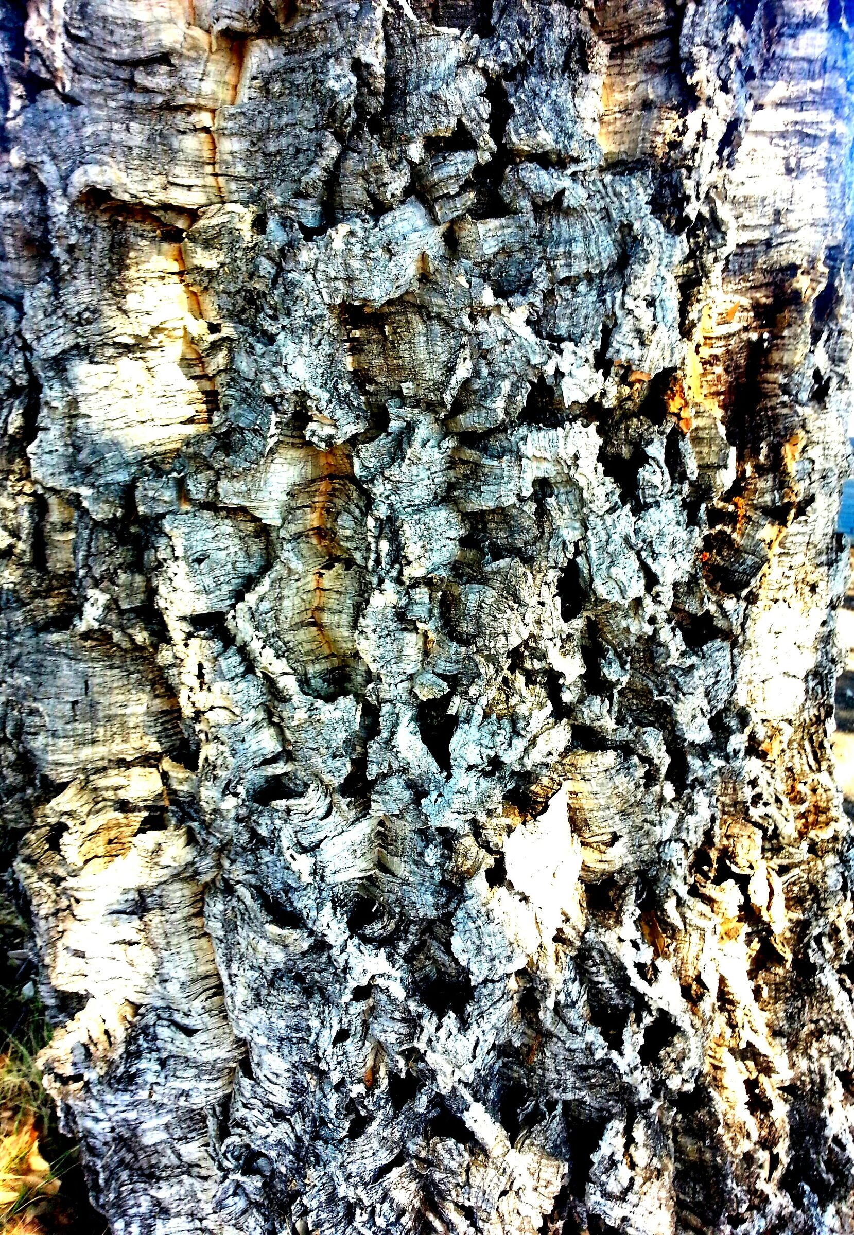 Cromatismi Arborei
