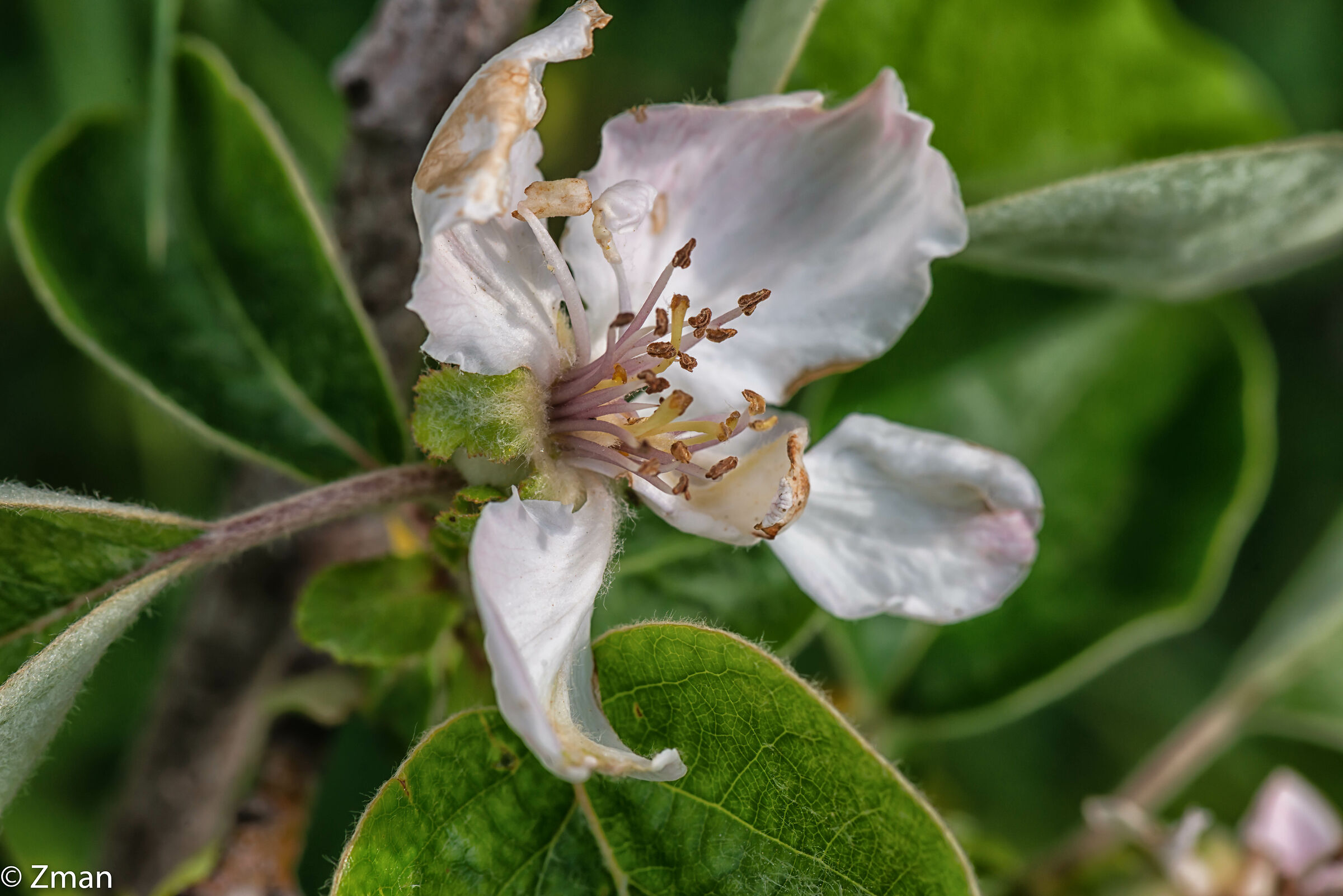 Quince Flower
