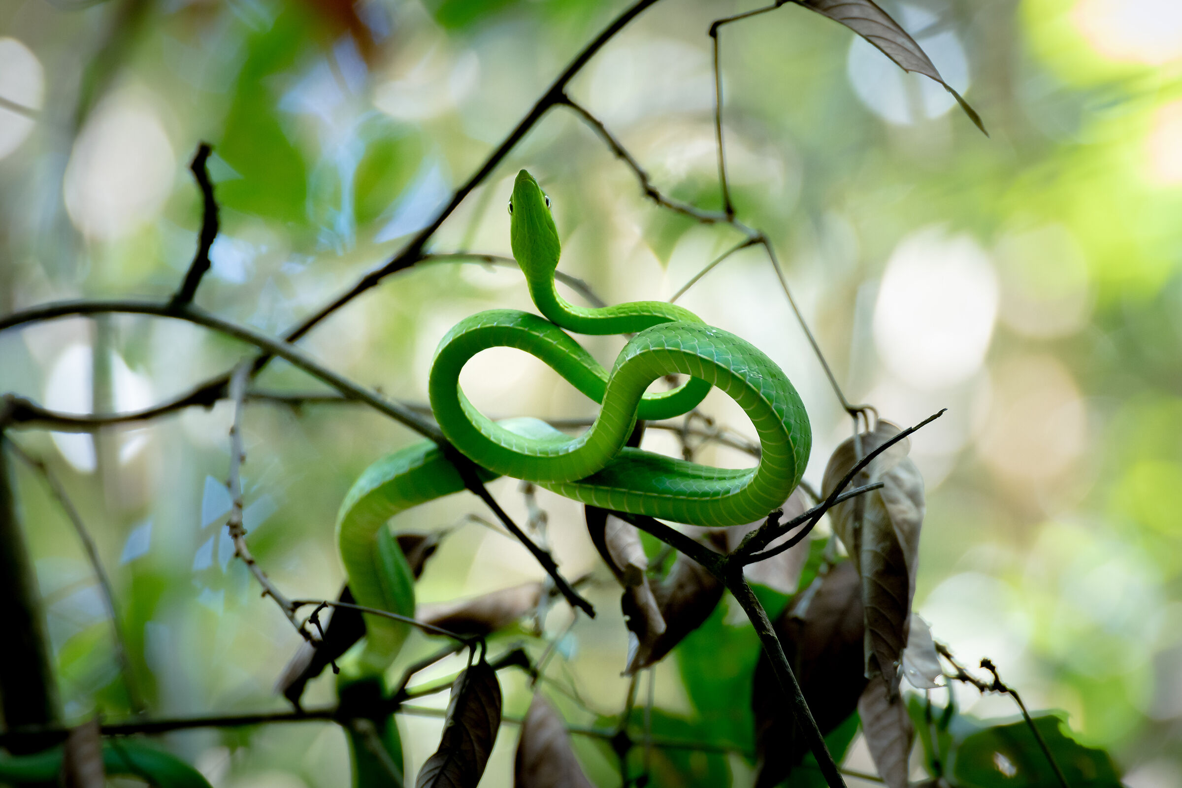 Greenn smooth snake