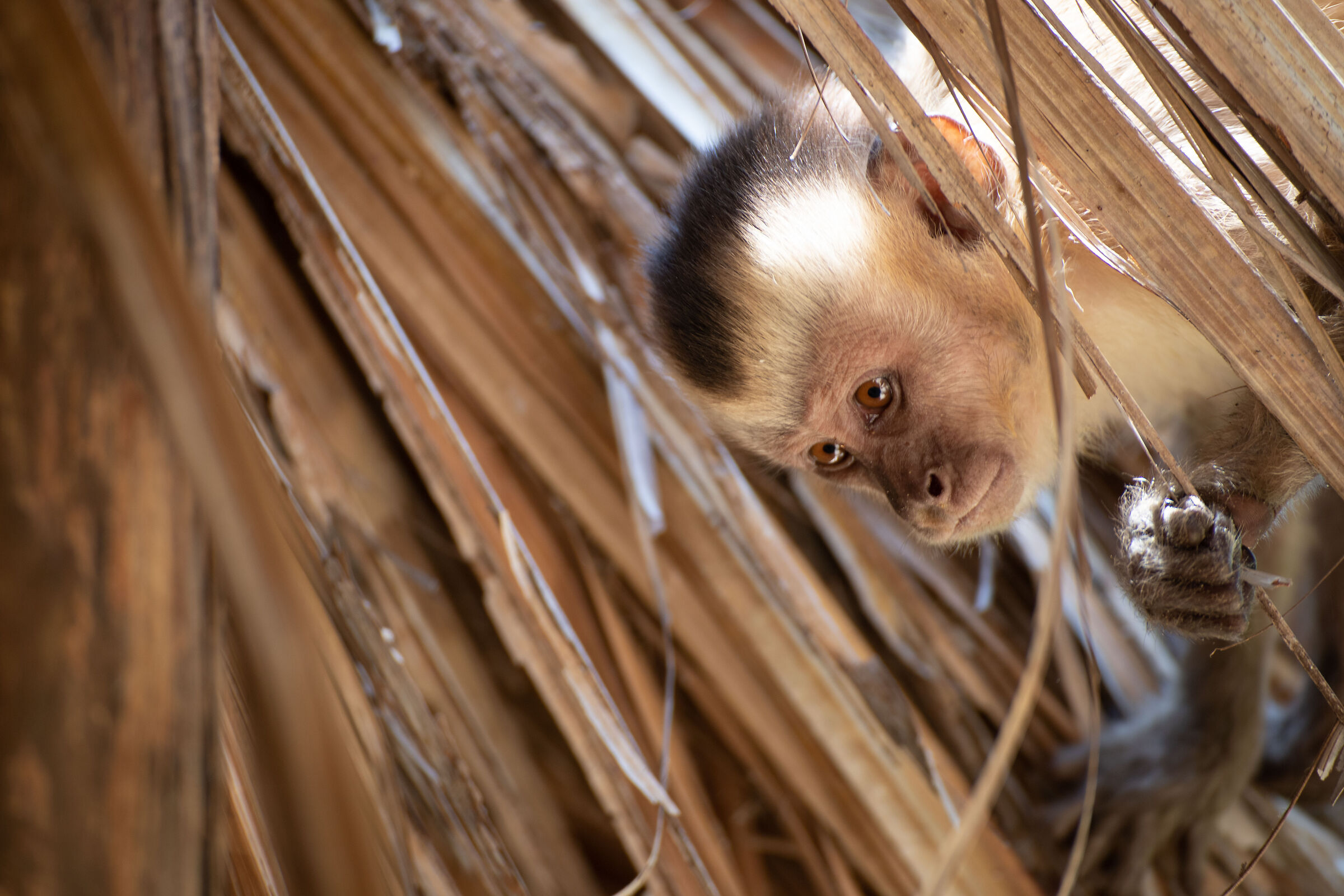 Curious little monkey