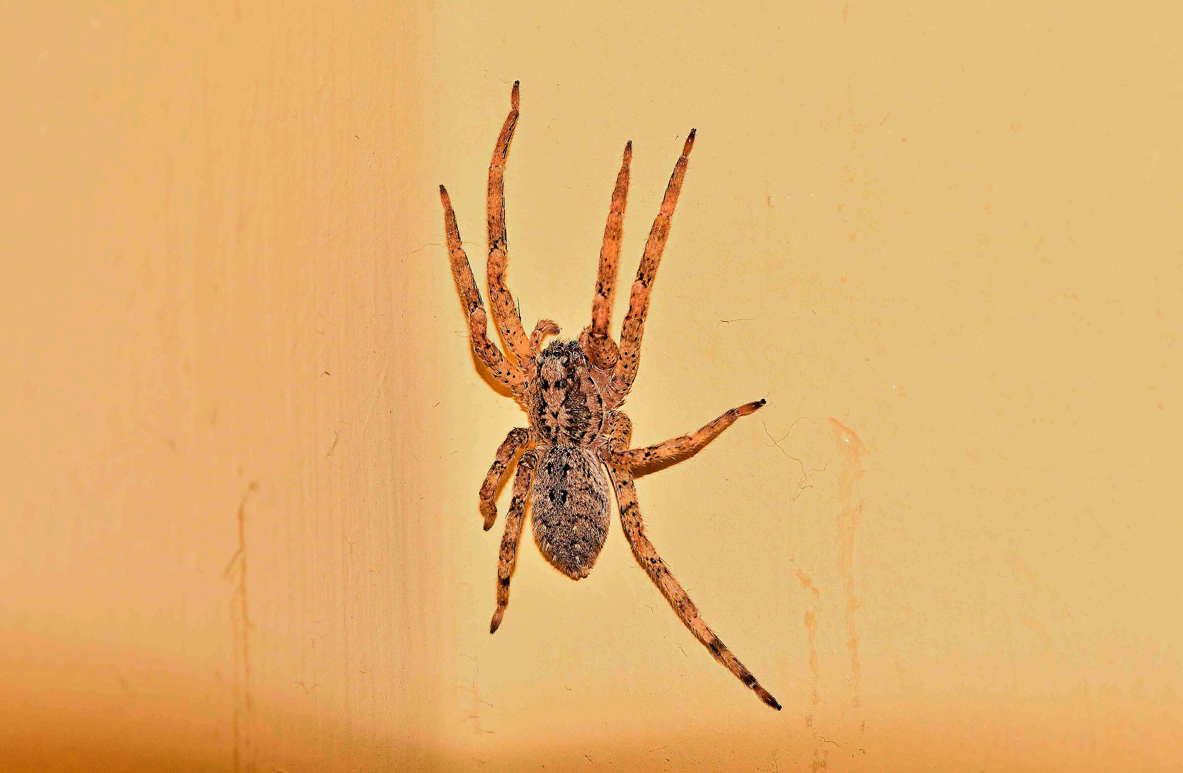 Il tatuaggio del ragno