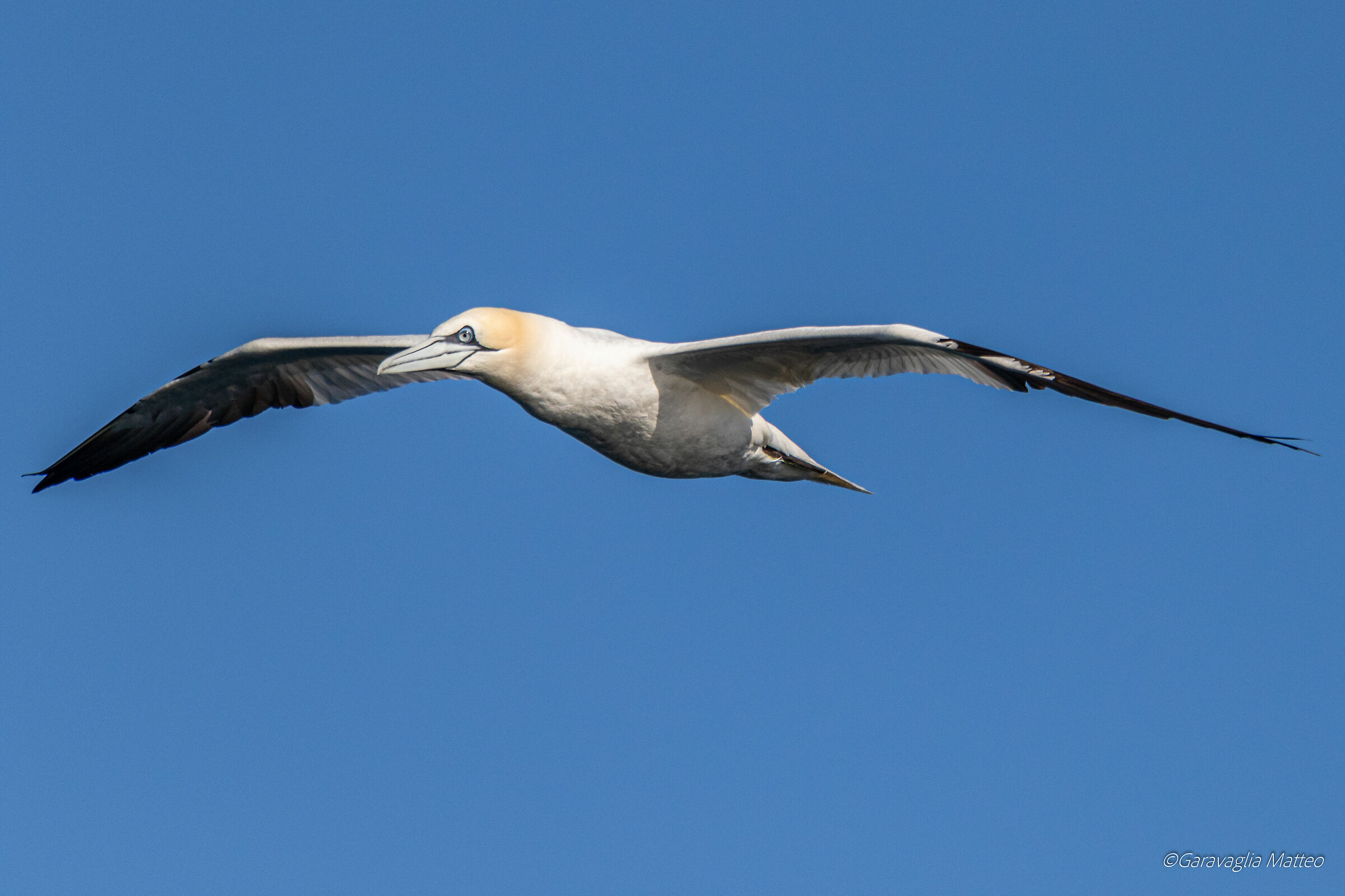 Sula Bassana - Scotland