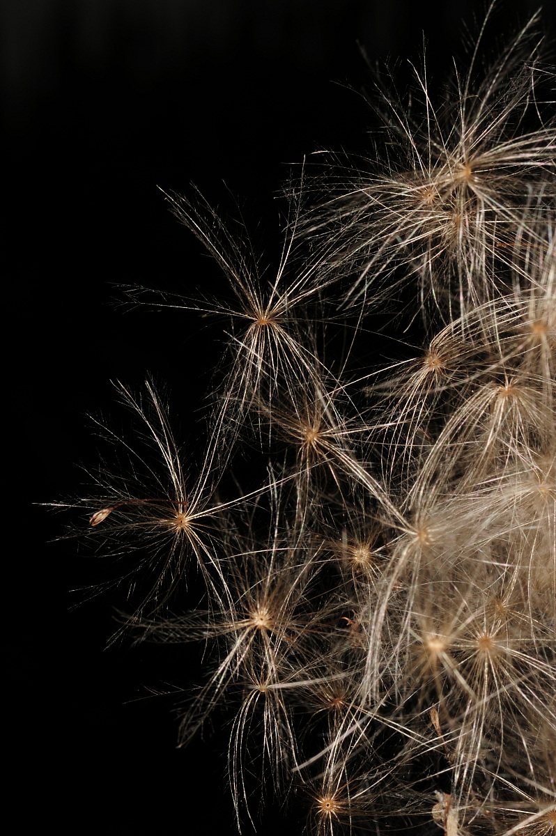 Fireworks' Fireworks