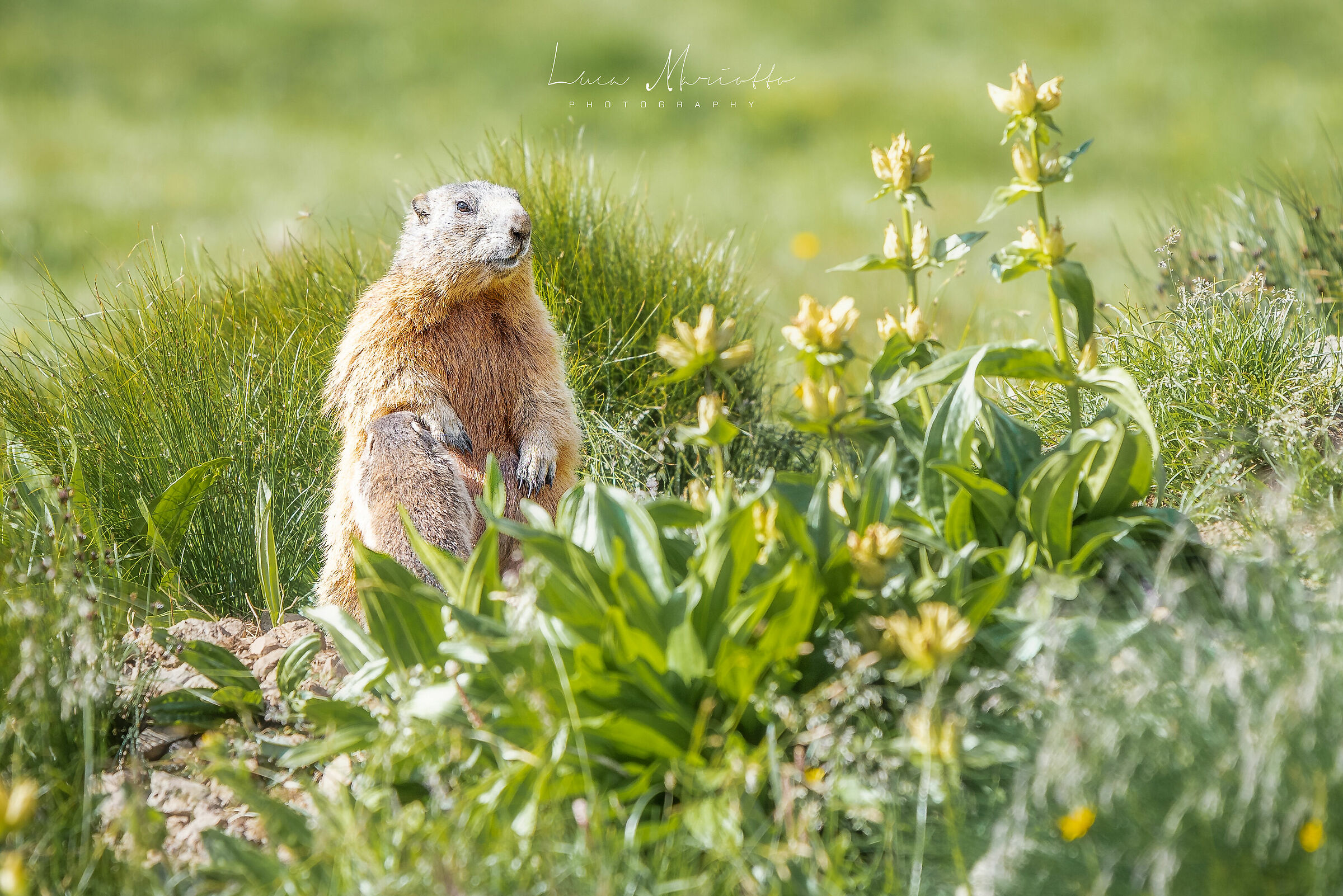 Le famiglie dell'Antermoia