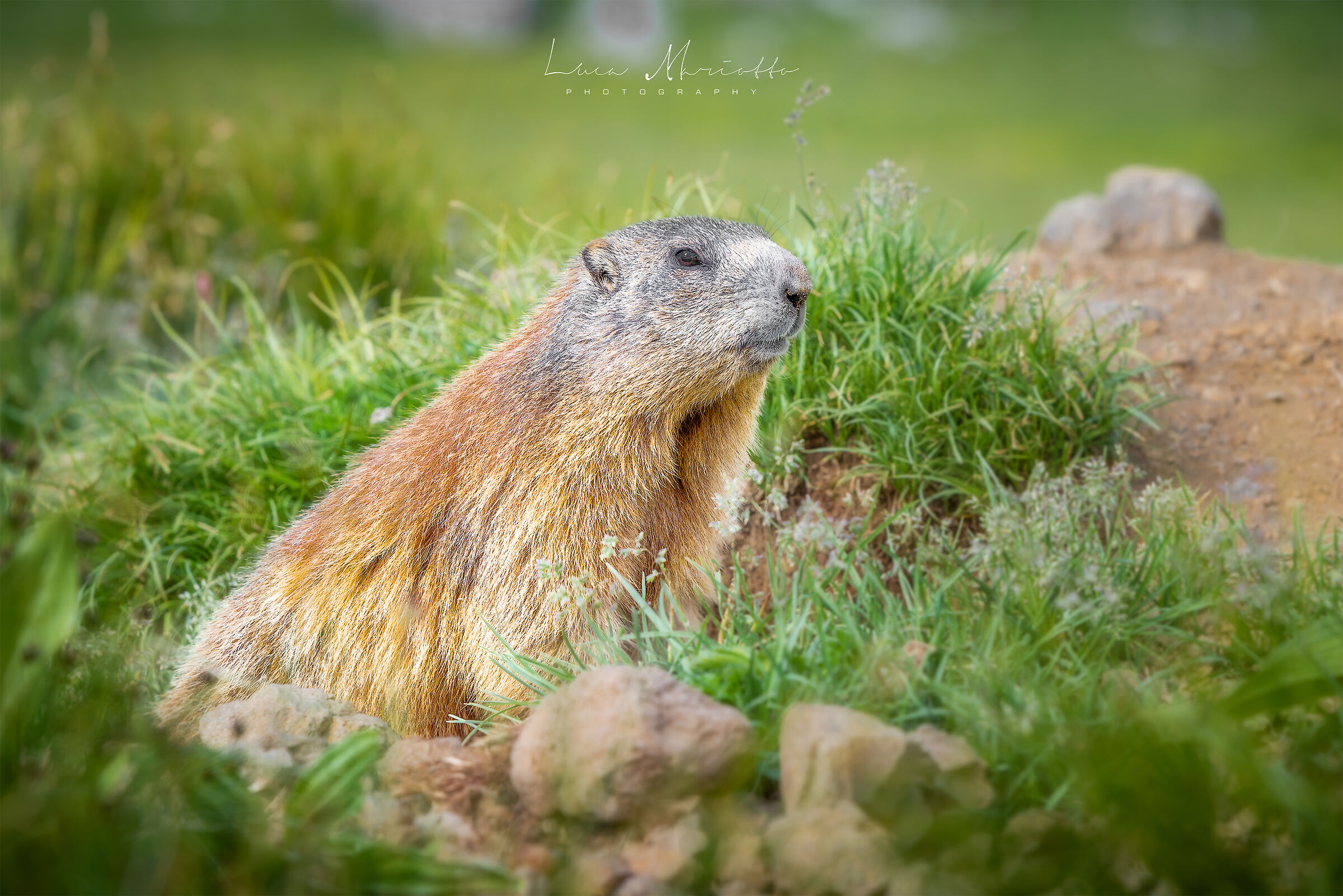 Le famiglie dell'Antermoia