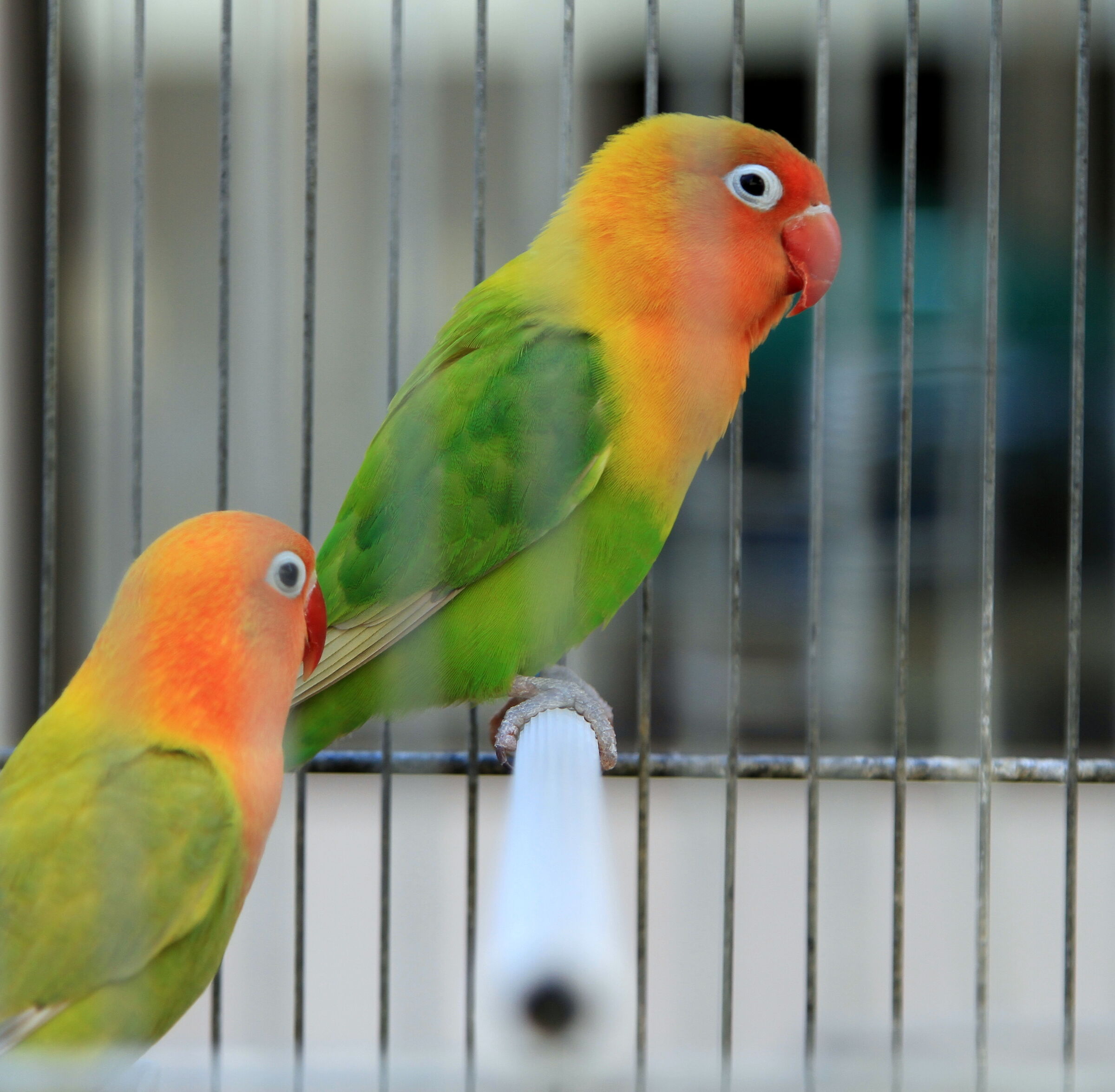 Poor birds in the gabba