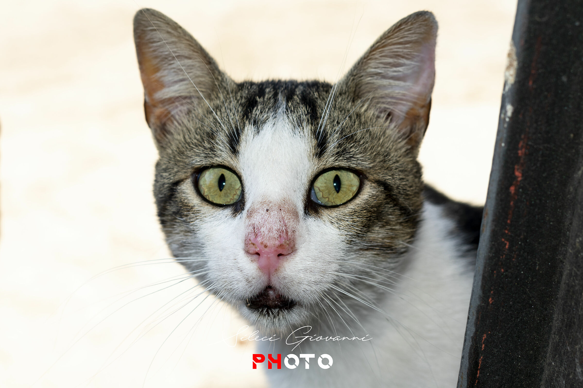 NIKKOR TEST PHOTO 50 MM F1.4 ON NIKON D3400