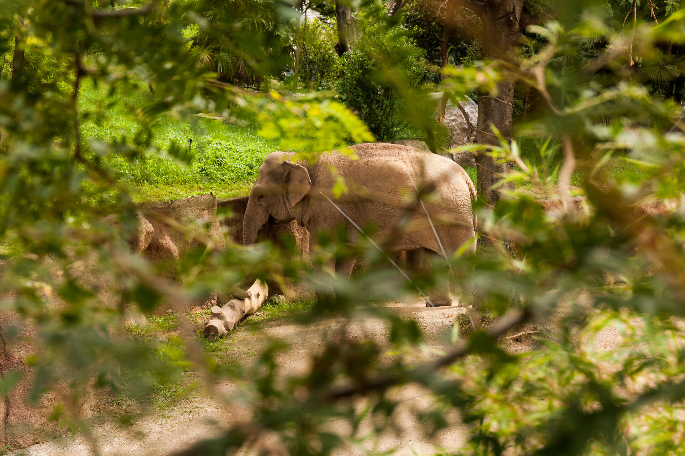 Elefante, ti vedo non ti vedo