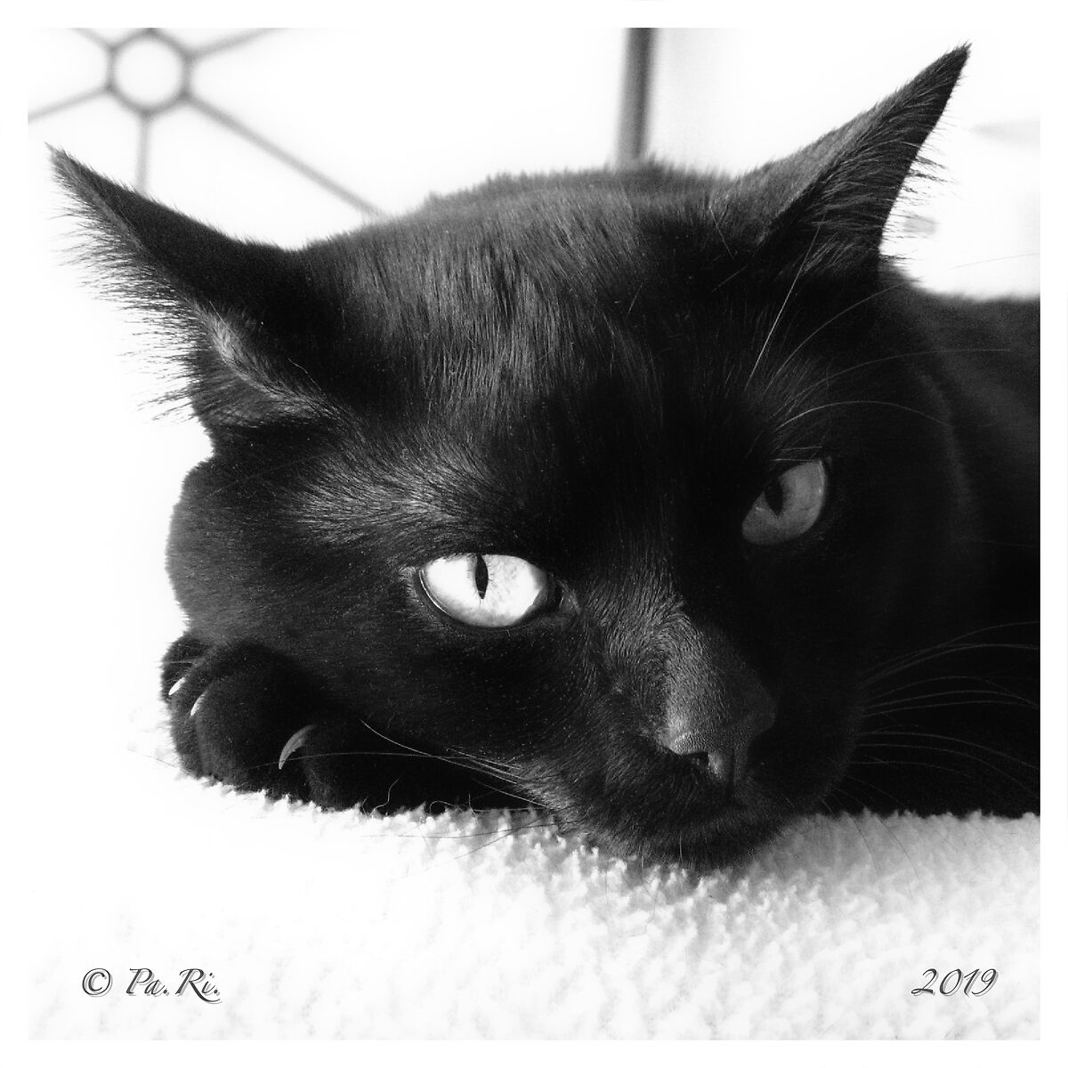 Grrr... careful that scratch!