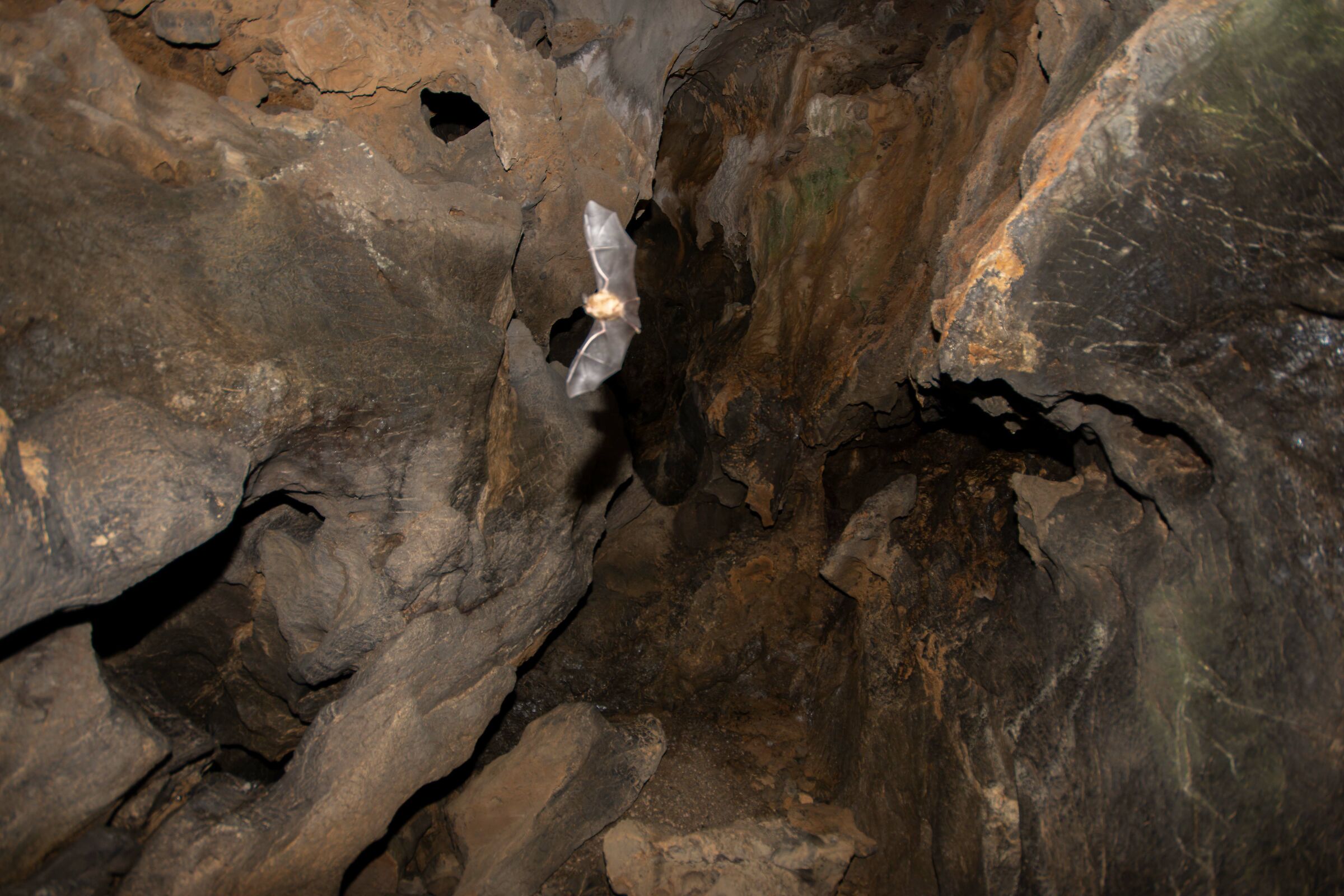 In the Dragon Cave