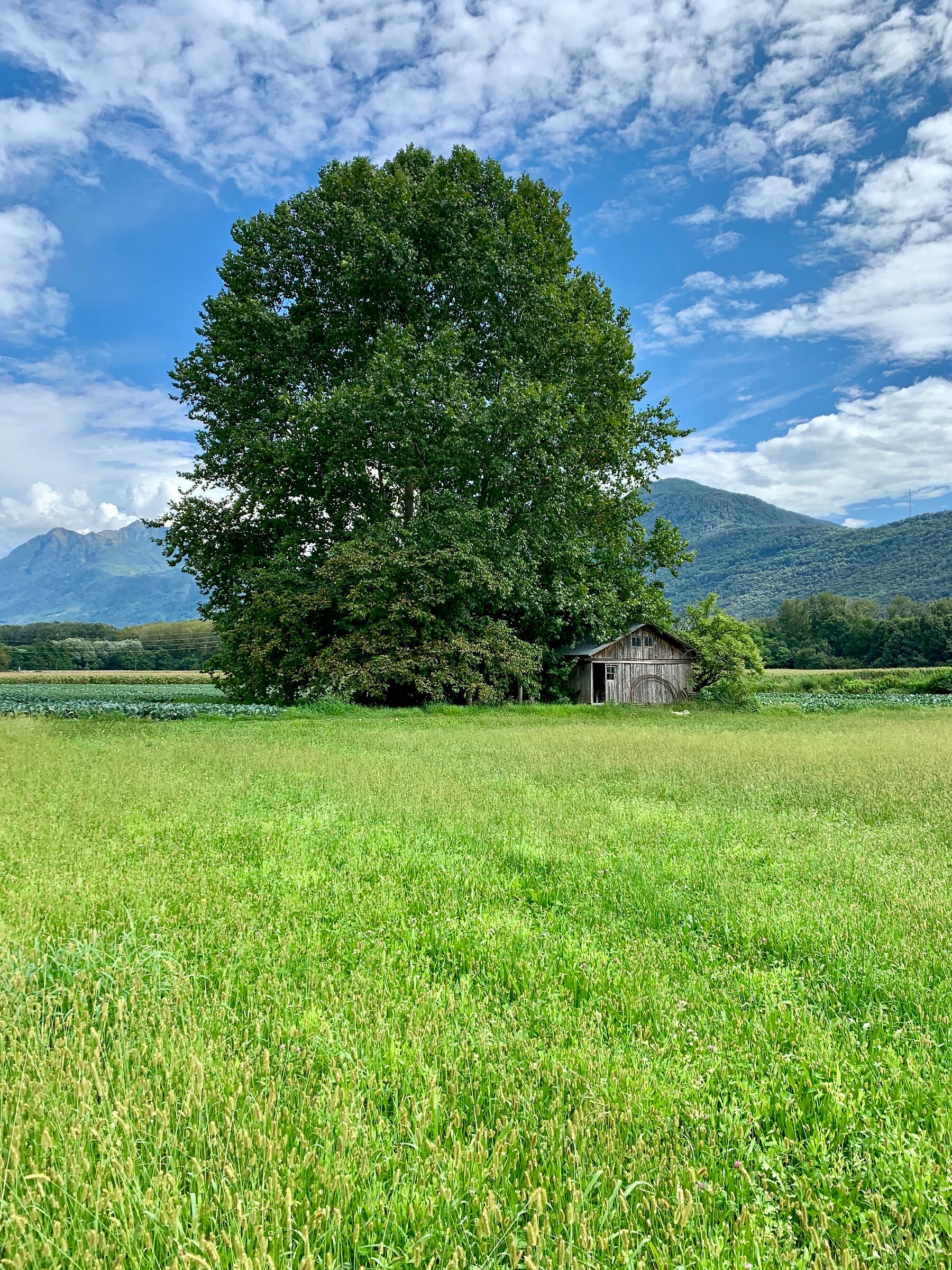 Maestoso e bellissimo platano