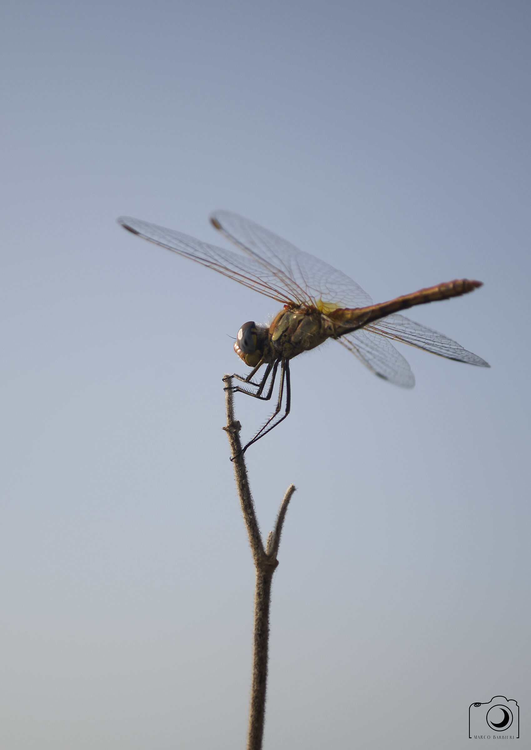 Dragonfly, Malta 2019
