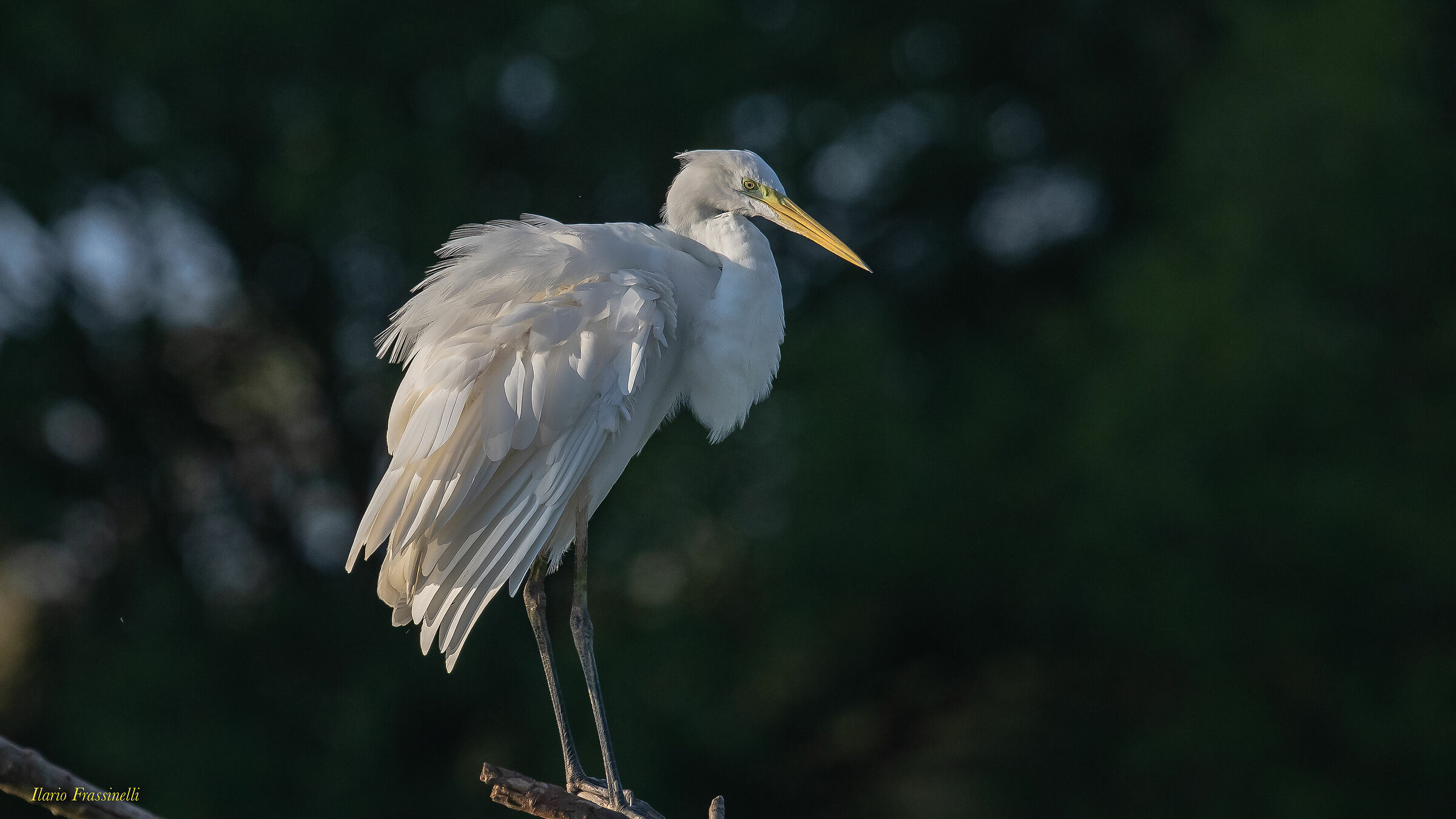 Major white heron