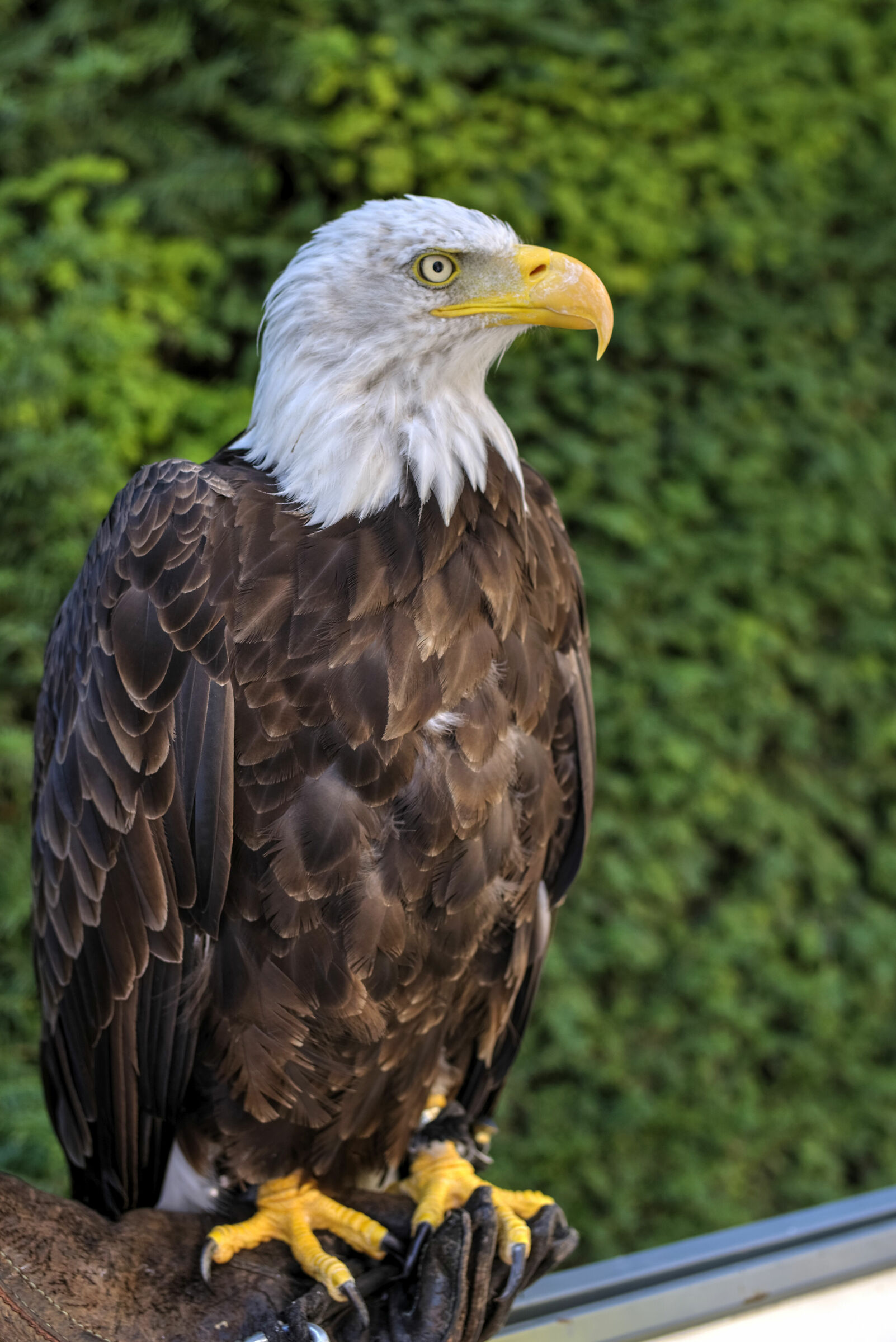Eagle