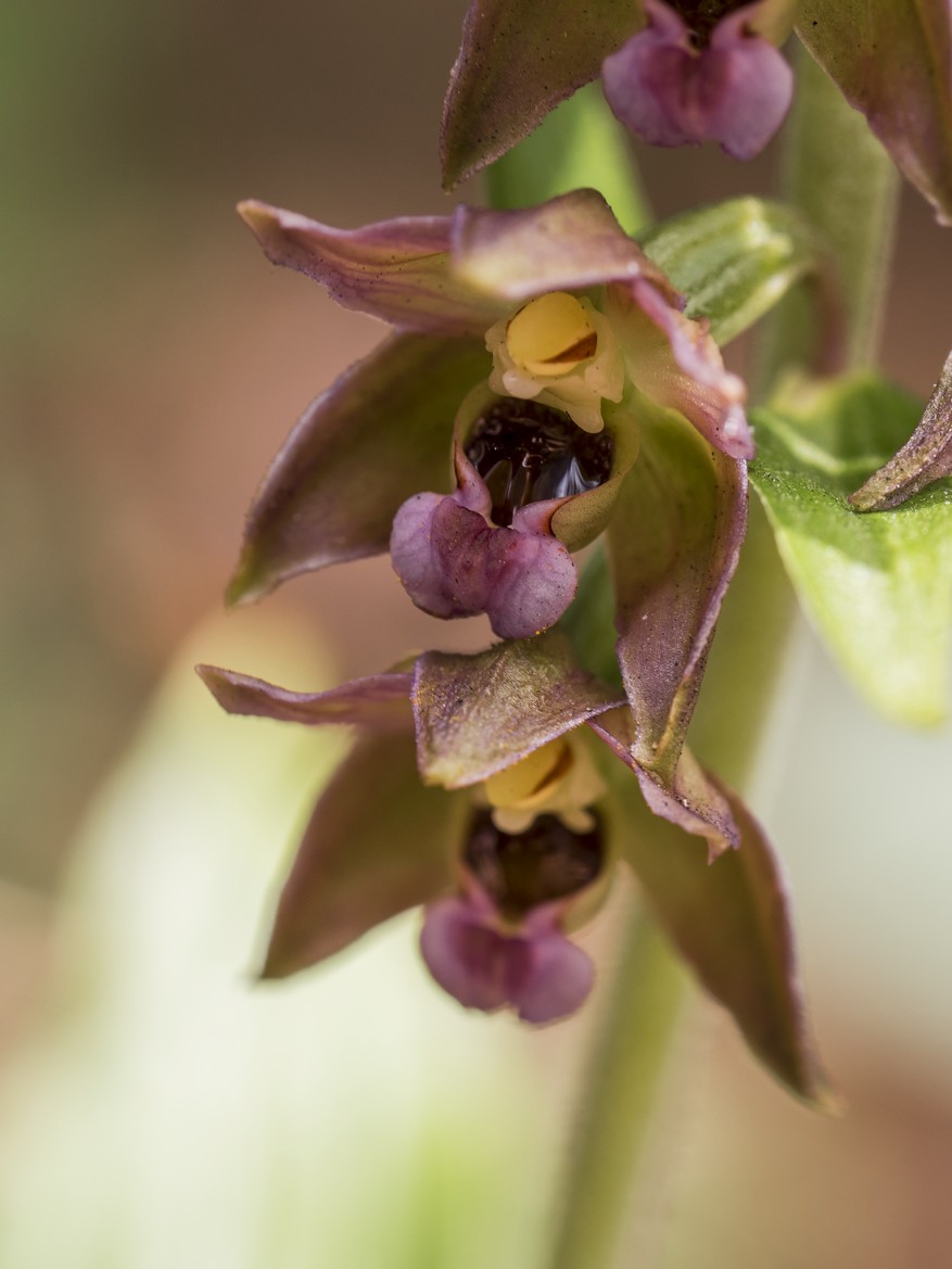 Epipactis Helleborine