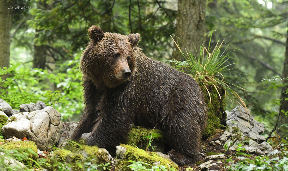 The bear... Soaked...