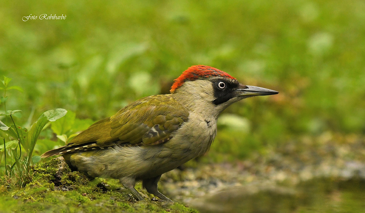 Green woodpecker...