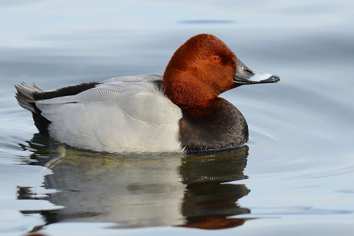 the pochard and look quiet