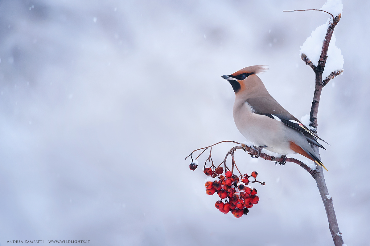 Waxwing