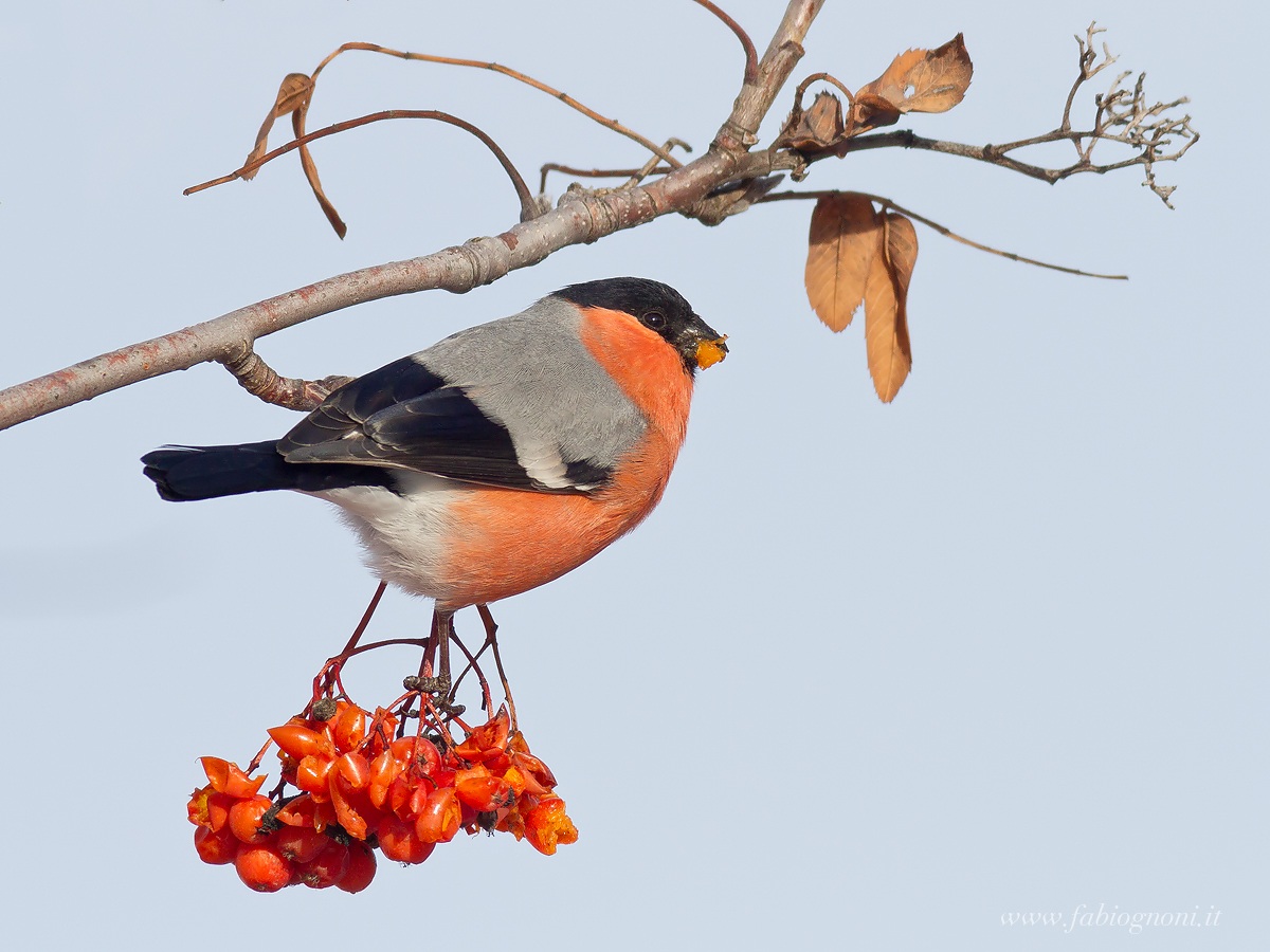 Bullfinch