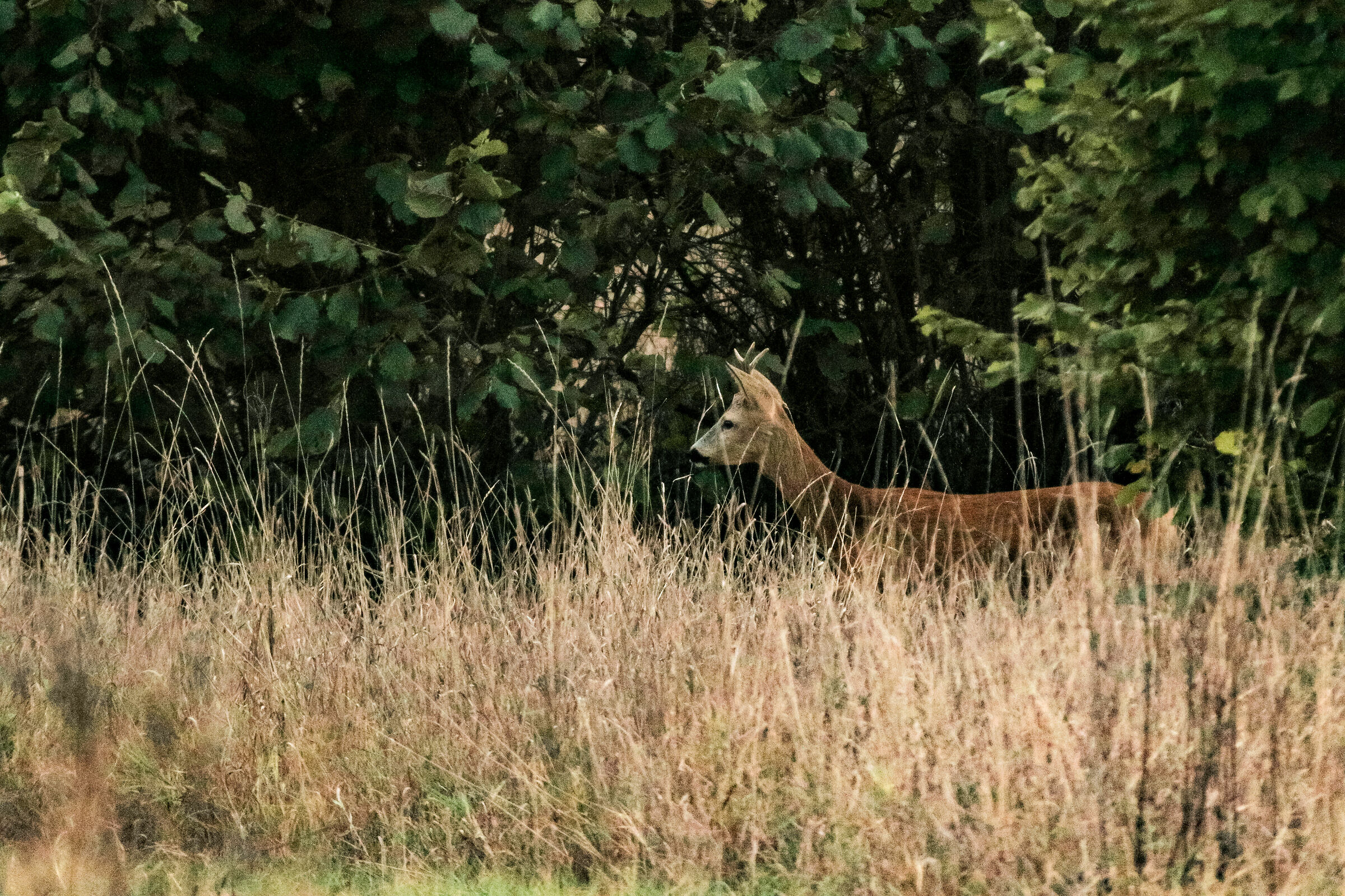 Capriolo finalmente!!