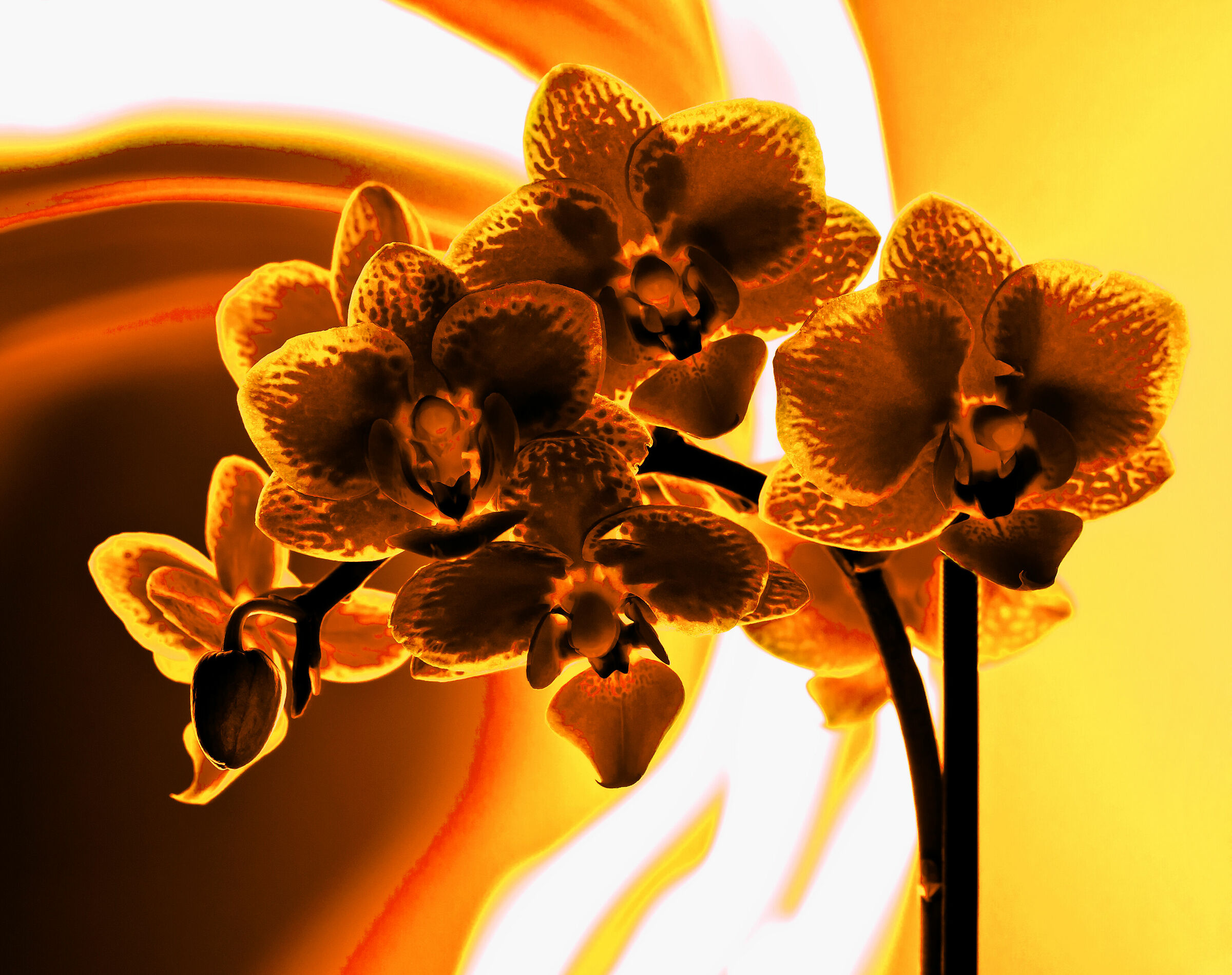 Orchid on fire