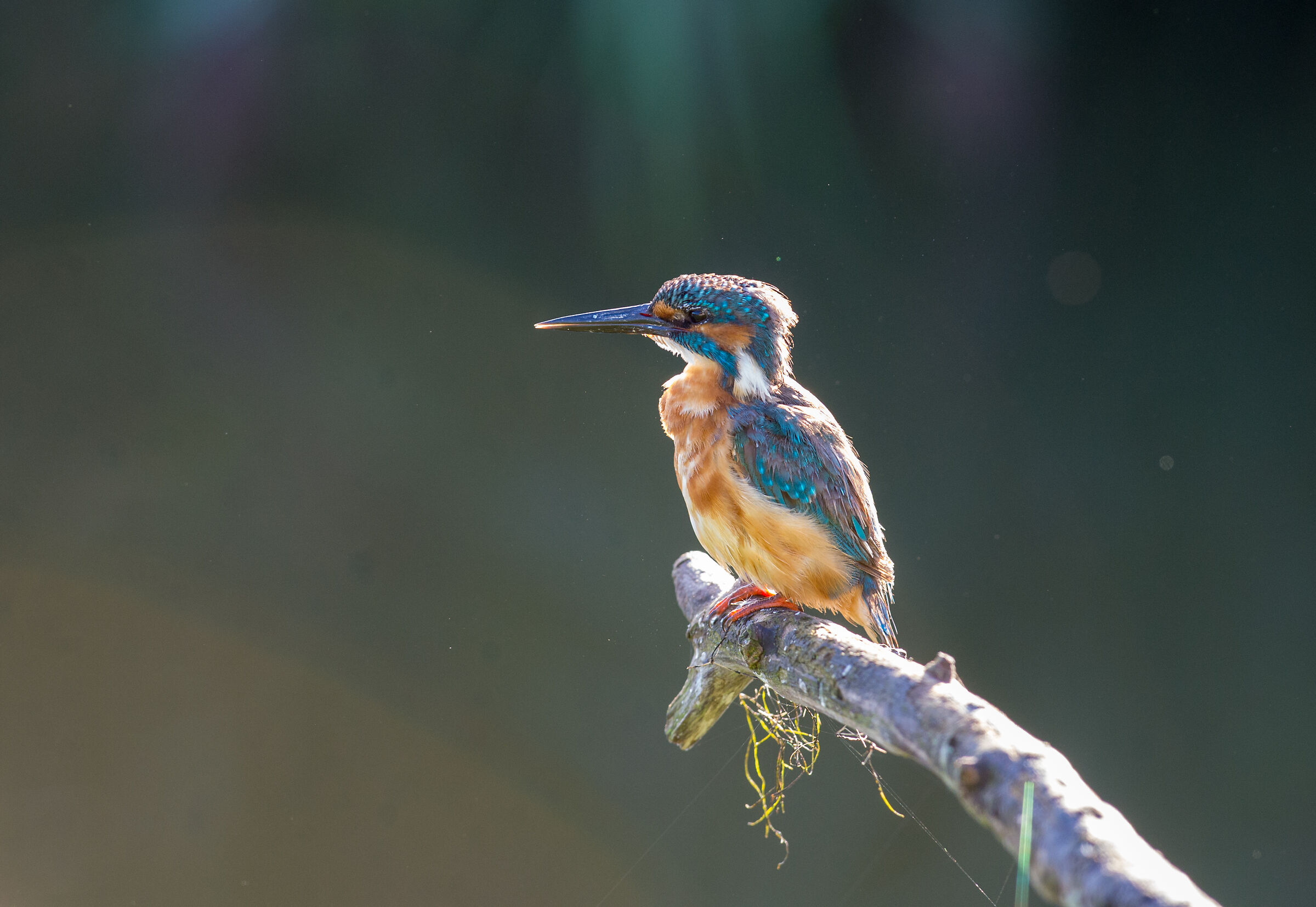 Kingfisher early morning sunbathing.