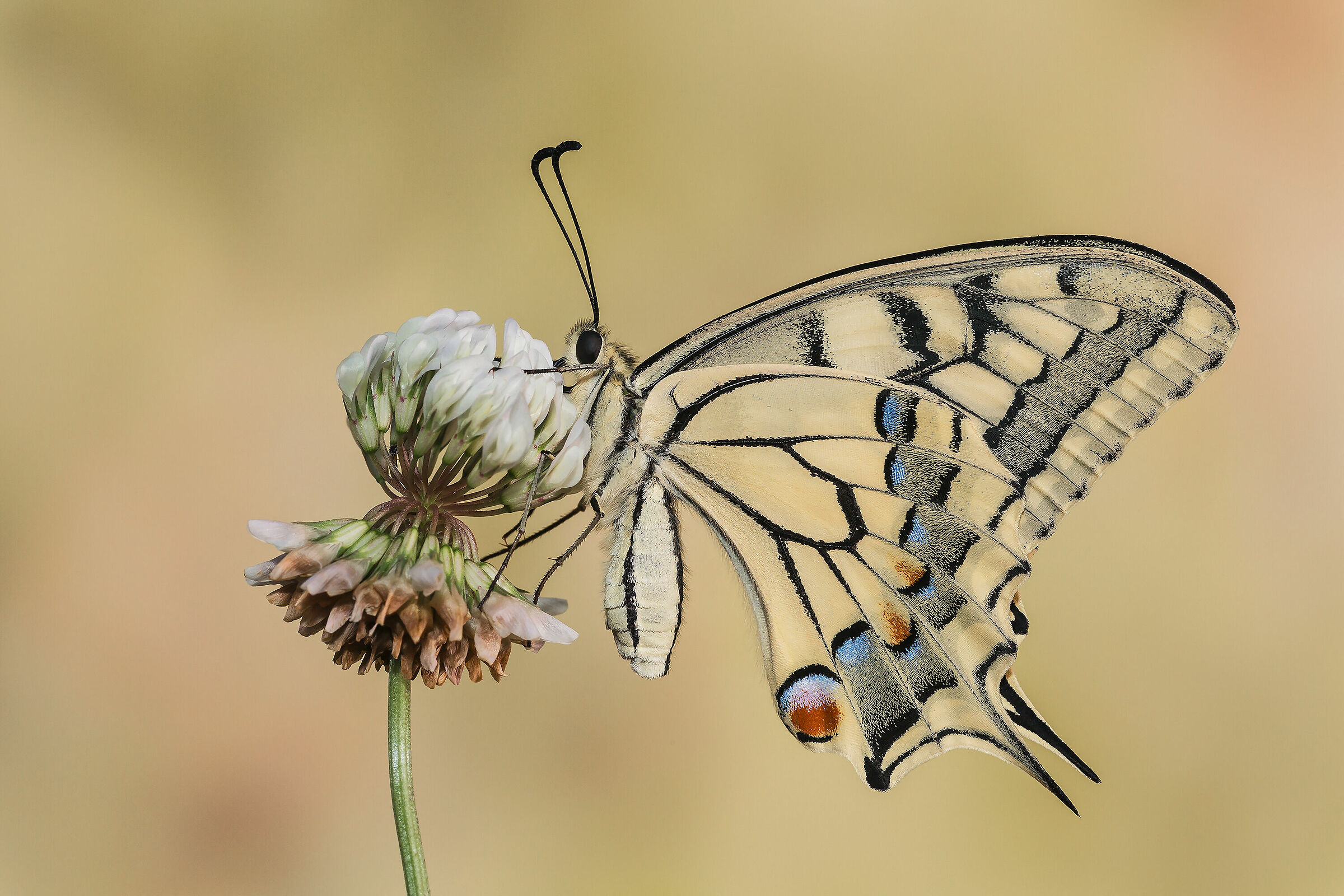 Swallowtail