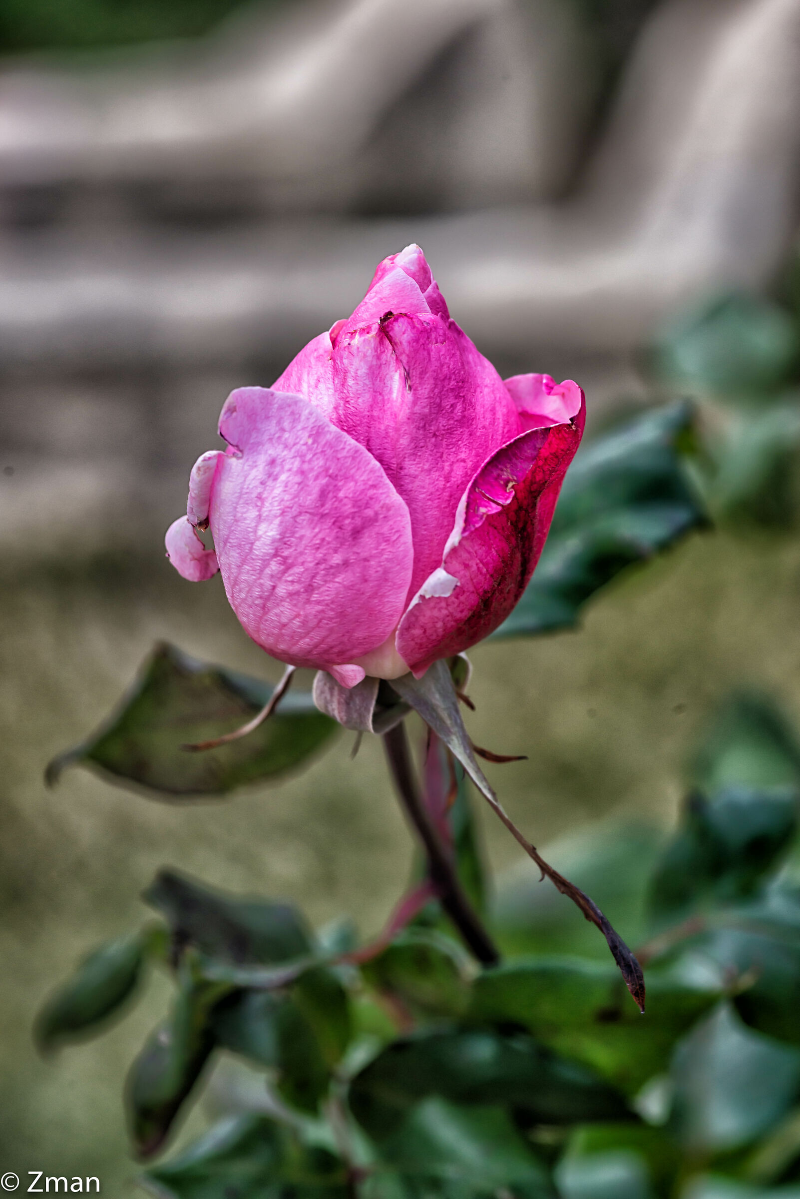 Pink Rose