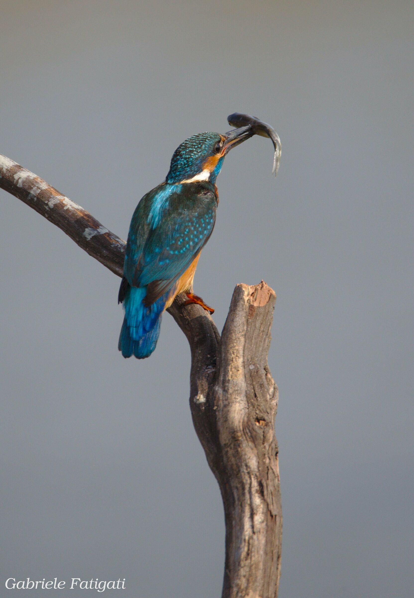 Martin fisherman in action.