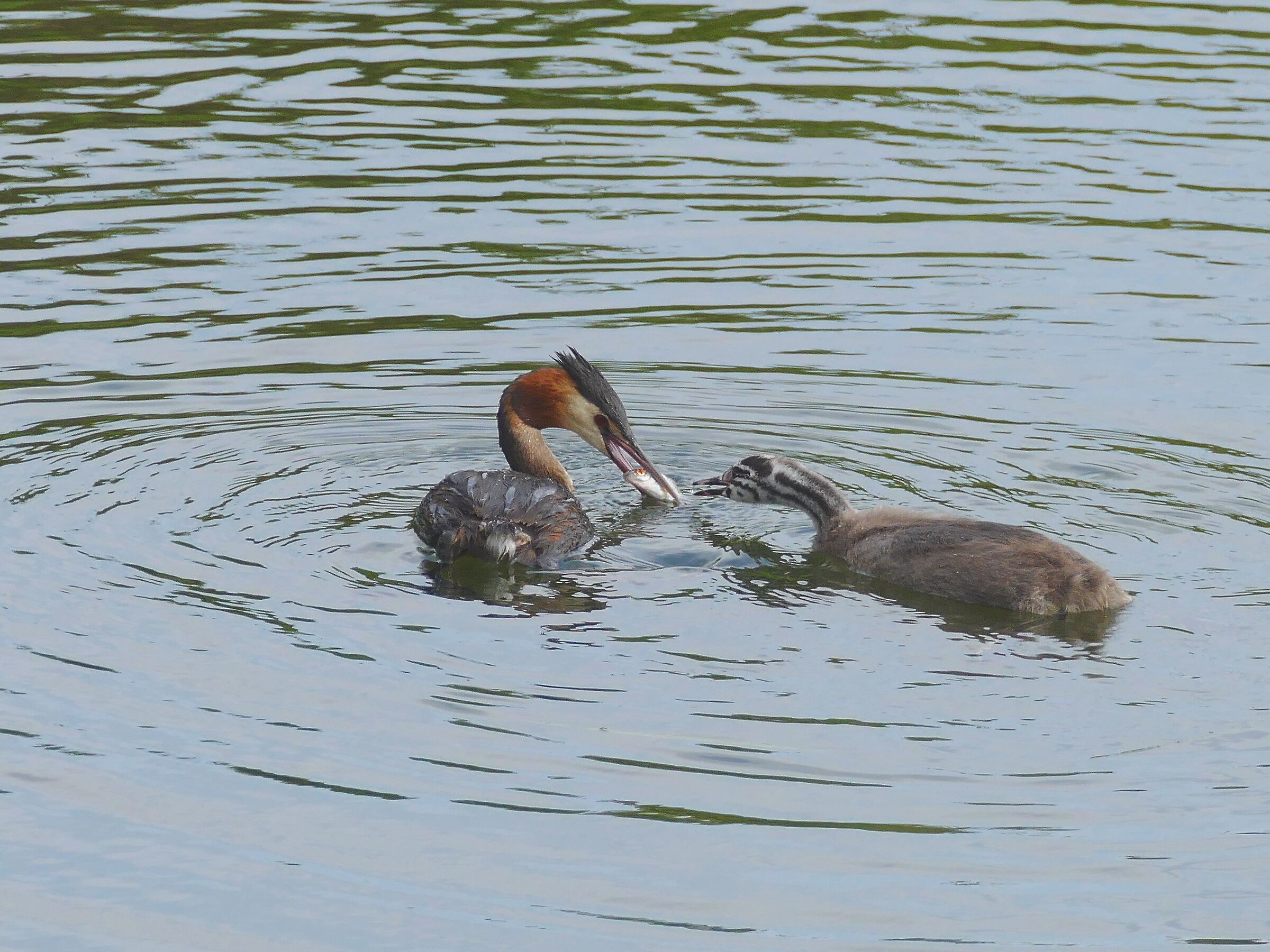 grebe