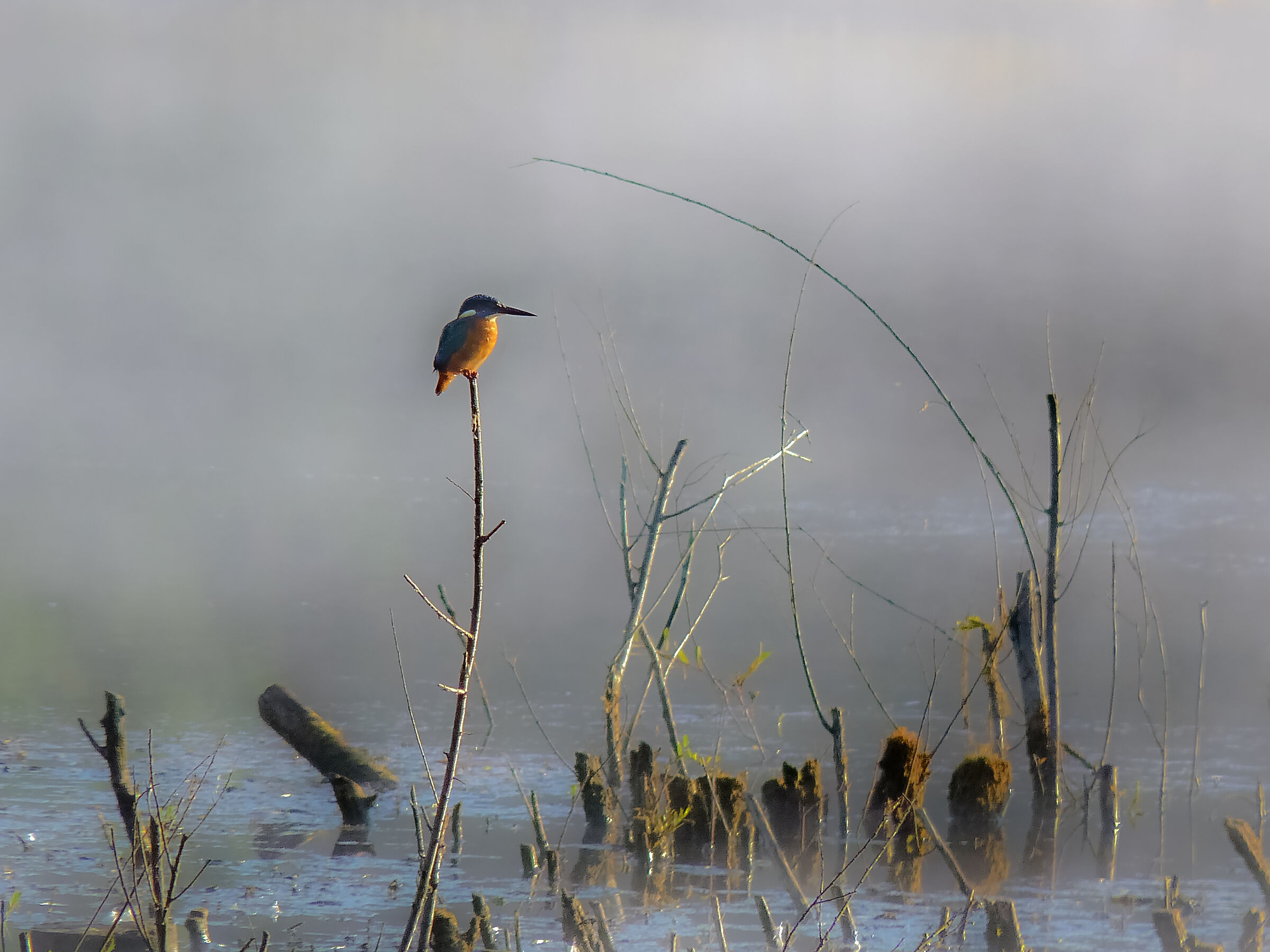 martin m inv pescatore
