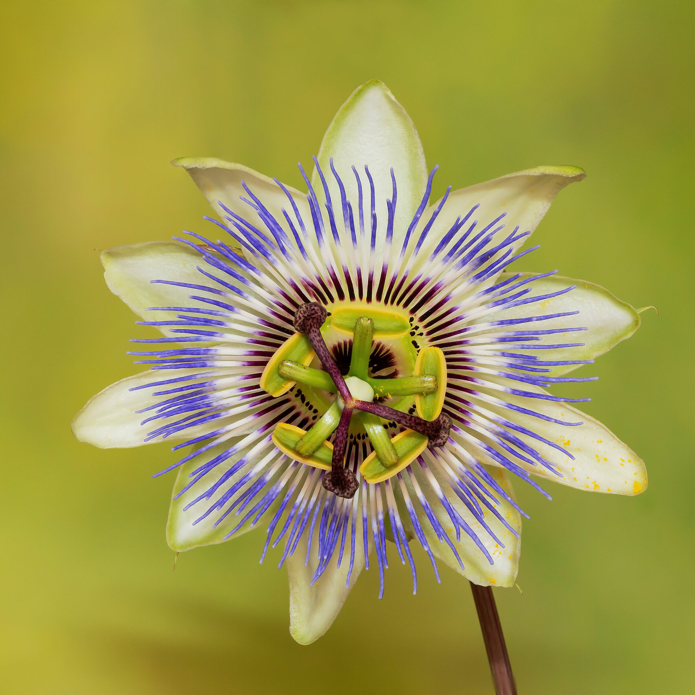Passiflora