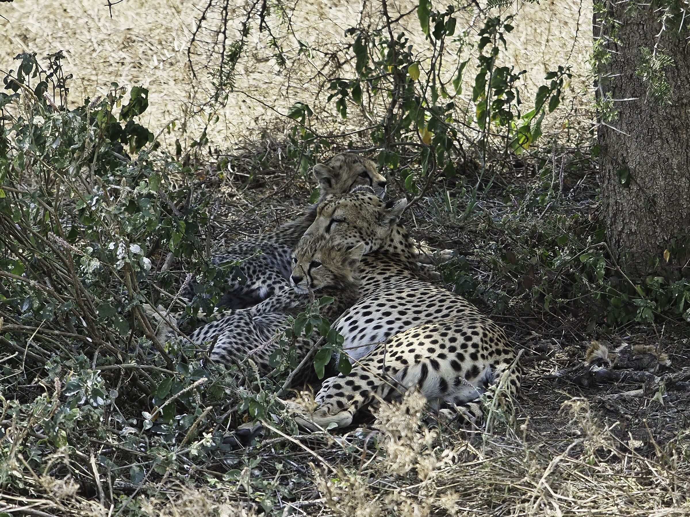 Famiglia di ghepardi