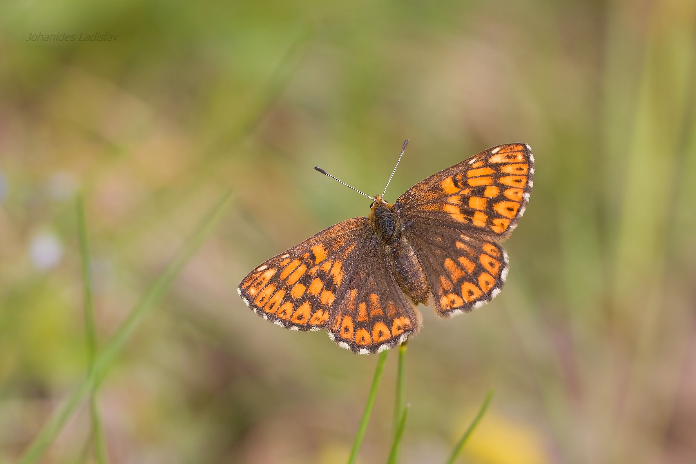 Hamearis lucina (female)