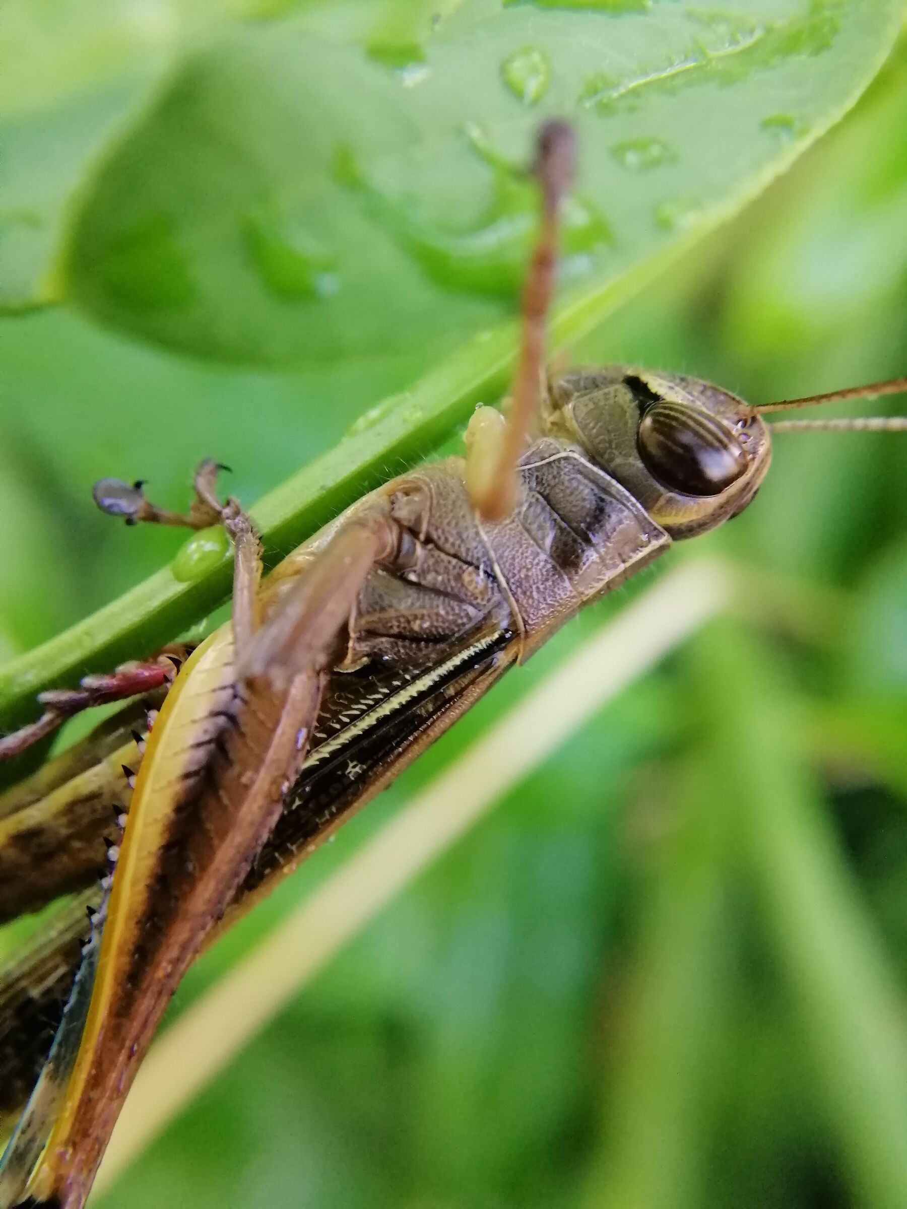 Grasshopper