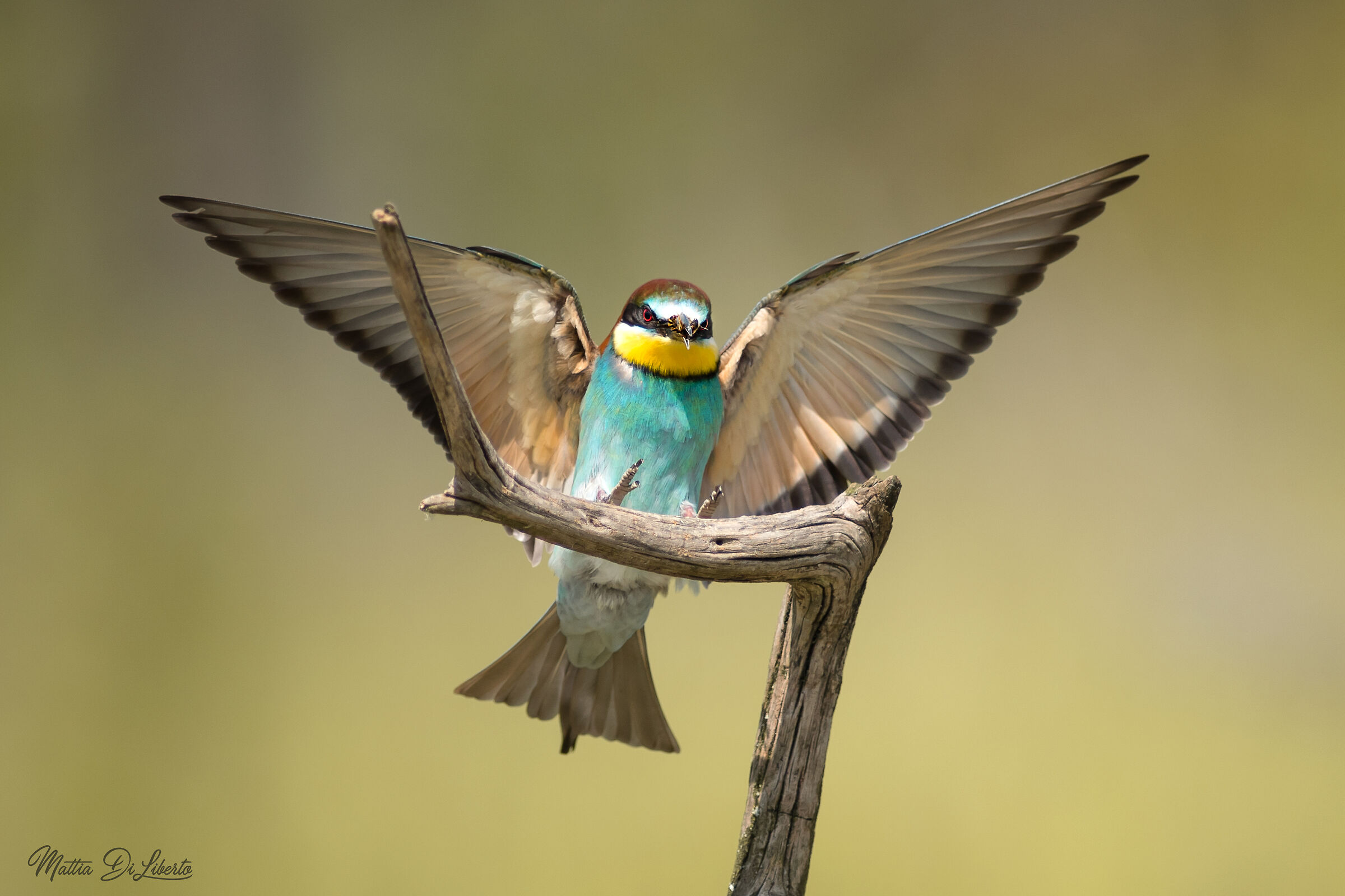 Gruccione in arrivo con preda